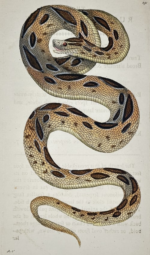 Richard Polydore Nodder – Study of a Mottled/Patterned Snake – Engraving (1 of 2)
