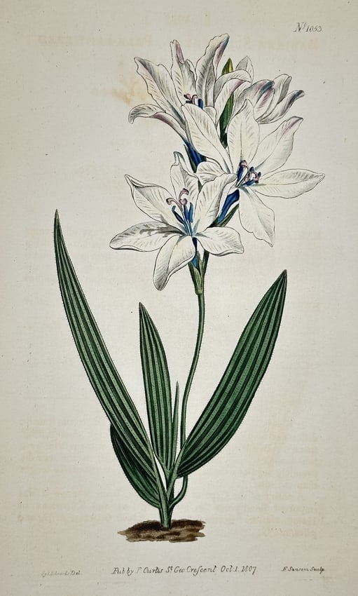 William Curtis – White Amaryllis/Crinum Species – Engraving (1 of 2)