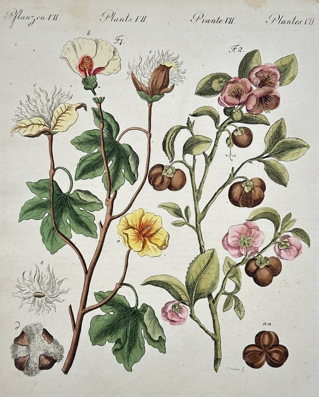 Friedrich Justin Bertuch – Set of Two: Cotton and Tropical Fruit – Engraving (1 of 2)