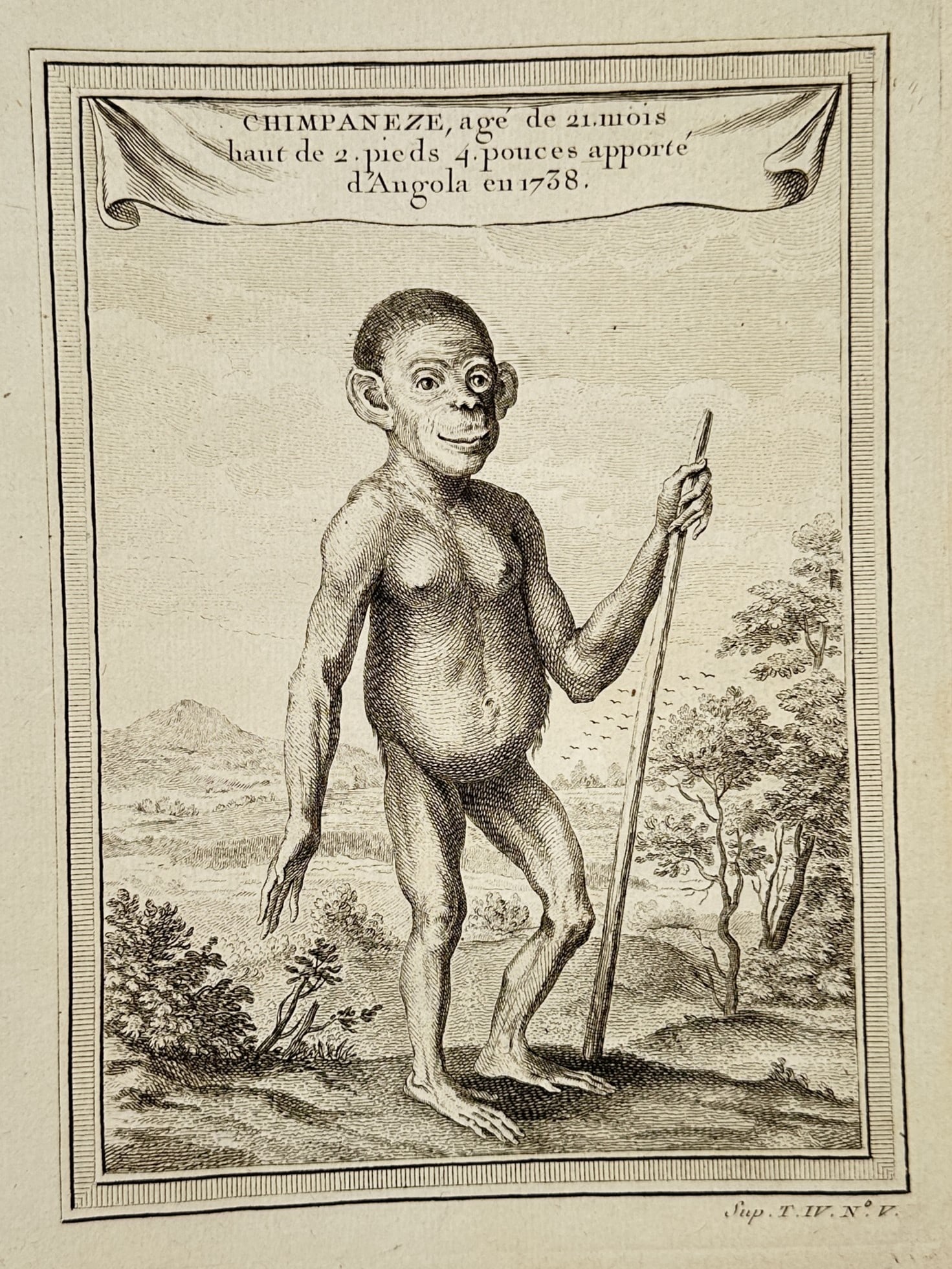 Abbé Antoine François Prévost (1697–1763) – Study of a chimpanzee from Angola – Engraving (1 of 2)