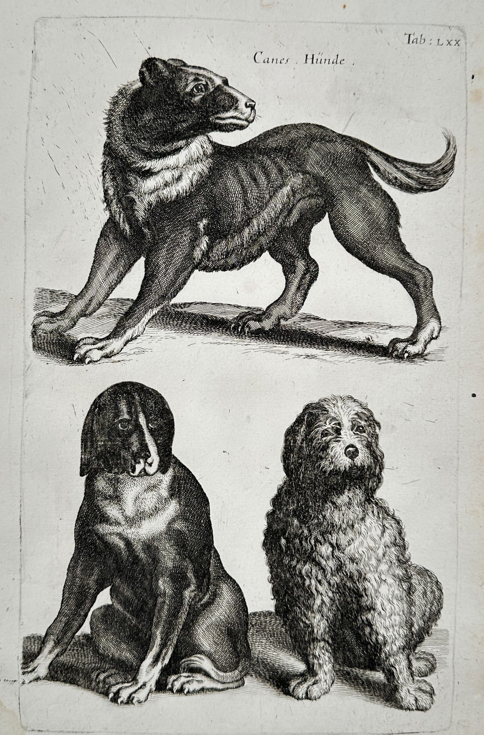 Matthäus Merian the Younger (1621-1687) – Studies of Dogs – engraving (1650) (1 of 2)