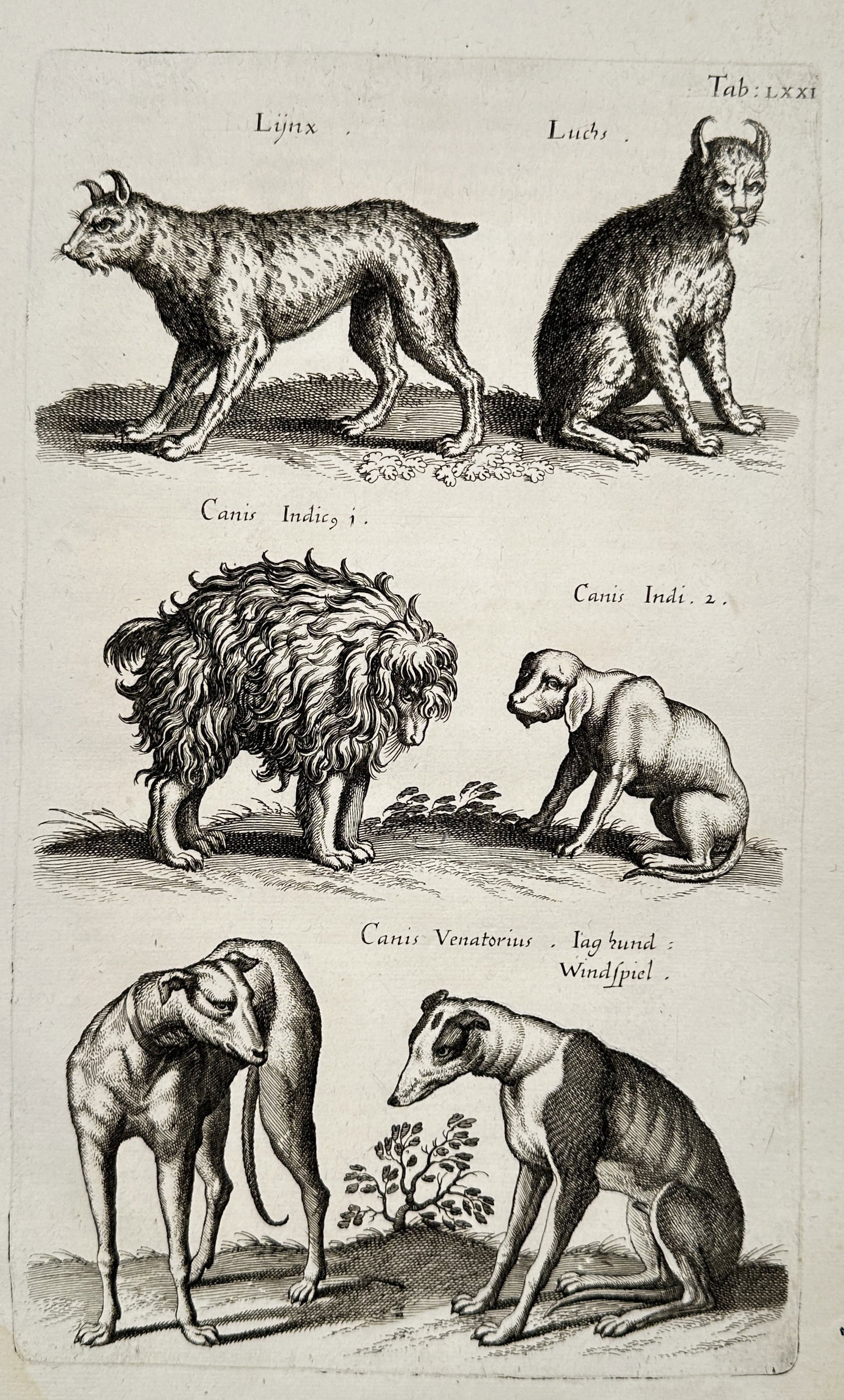 Matthäus Merian the Younger (1621-1687) – Studies of Lynxes and Dogs – engraving (1650) (1 of 2)