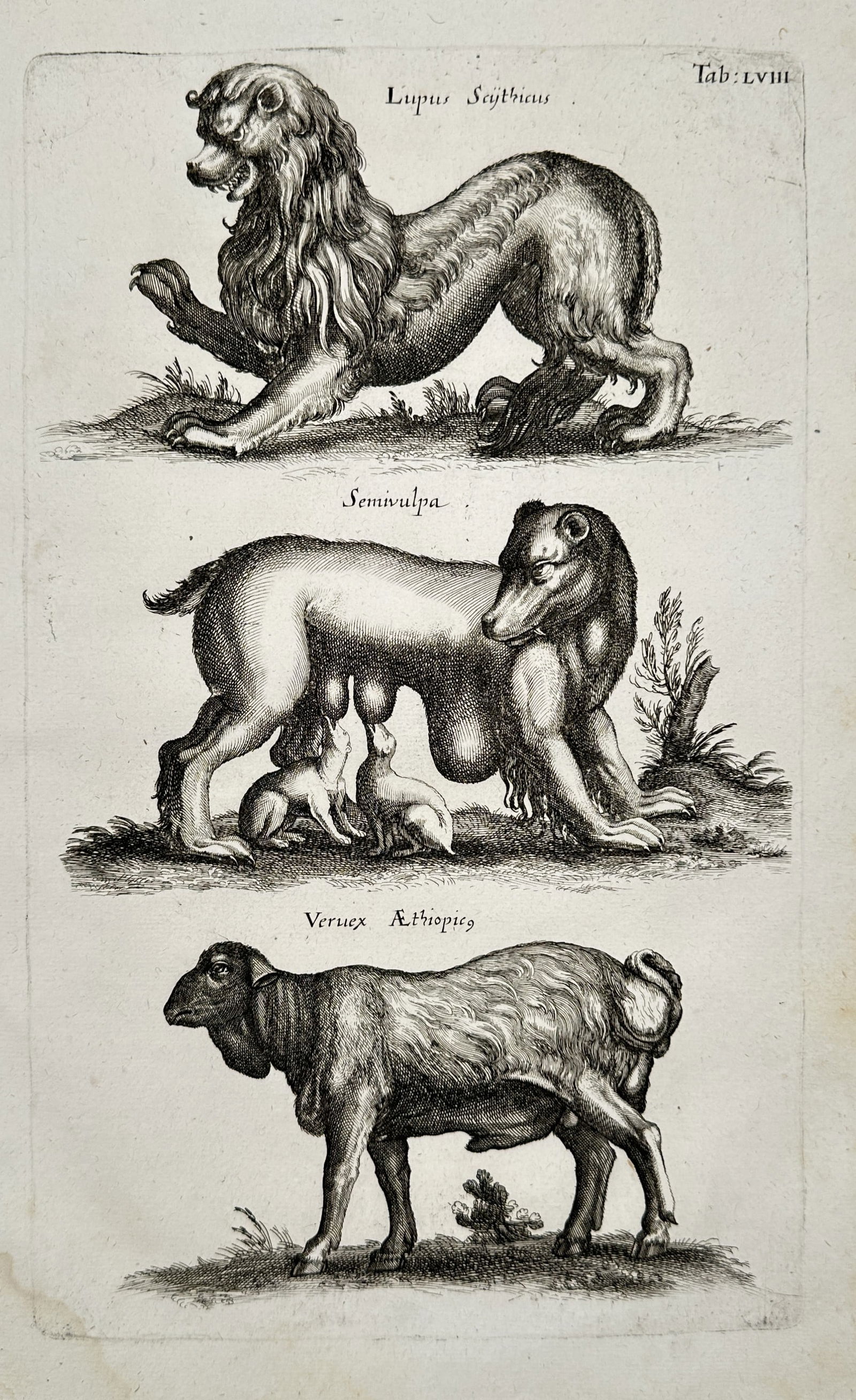 Matthäus Merian the Younger (1621-1687) – Studies of a Wolf, Fox, and Ram – engraving (1650): "Lupus Scythicus / Semivulpa / Veruex Ethiopicus" This engraving depicts a comparative study of three distinct quadrupeds, featuring a Scythian wolf, a creature described as a semi-fox, and an Ethiopi