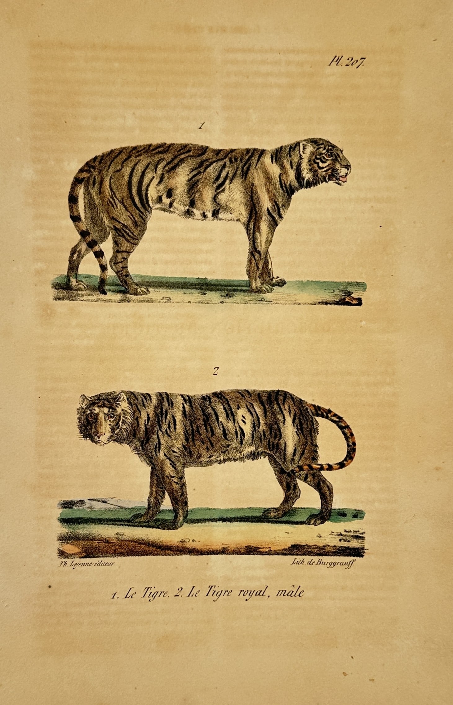 Georges-Louis Leclerc, Comte de Buffon (1707–1788) – Tiger and Royal Tiger (1 of 2)