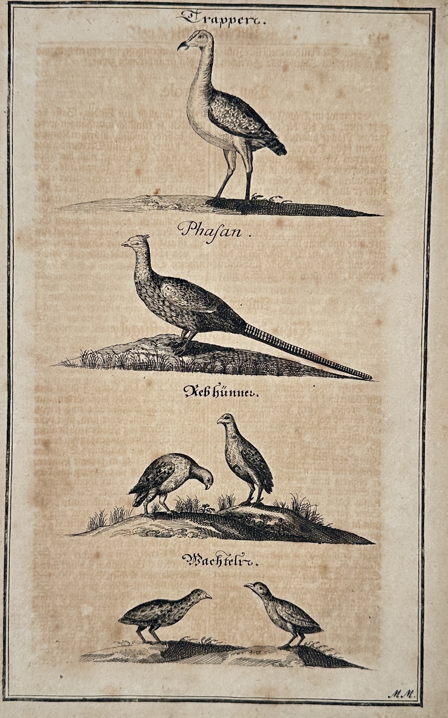 Johann Friedrich von Flemming (1670–1733) – Ornithological studies of game birds – Woodcut: Trapperr. Phasan. Rebhunner. Wachtelr. This print presents a detailed study of four distinct game bird species, each depicted in a naturalistic profile standing on stylized ground. The composition inc