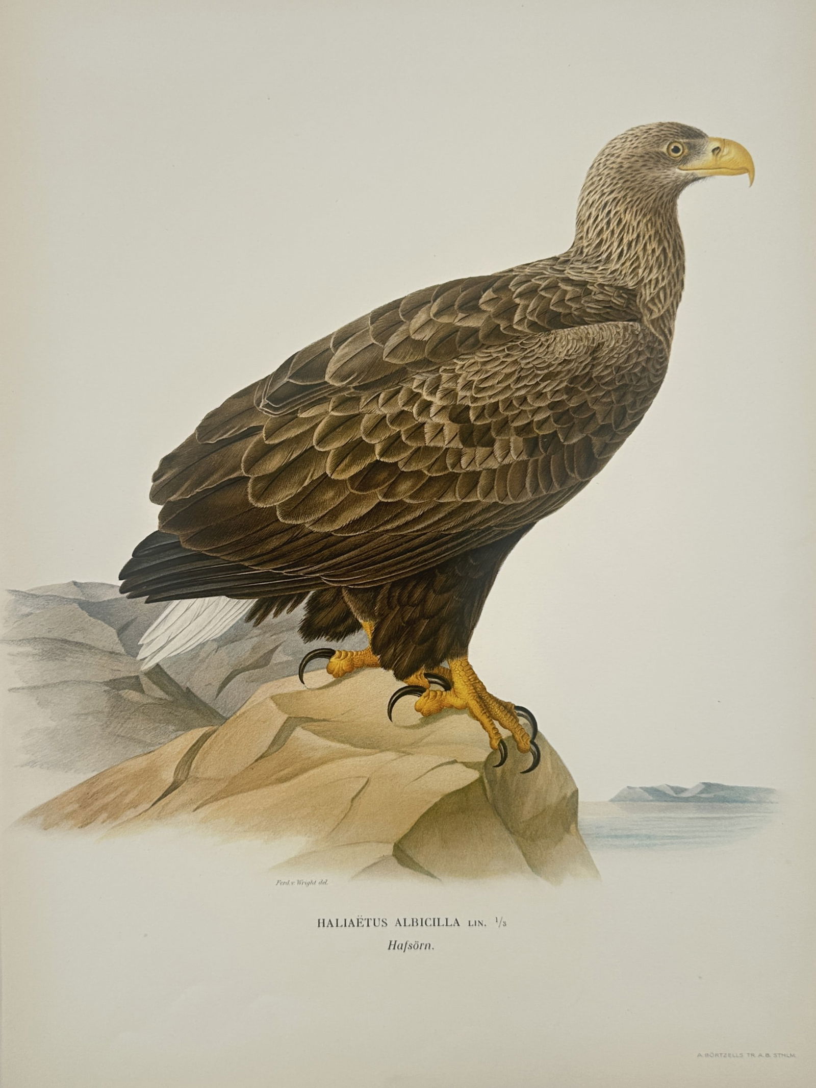 Magnus von Wright (1805–1867) – White-tailed Eagle – Lithograph (1920s) (1 of 2)
