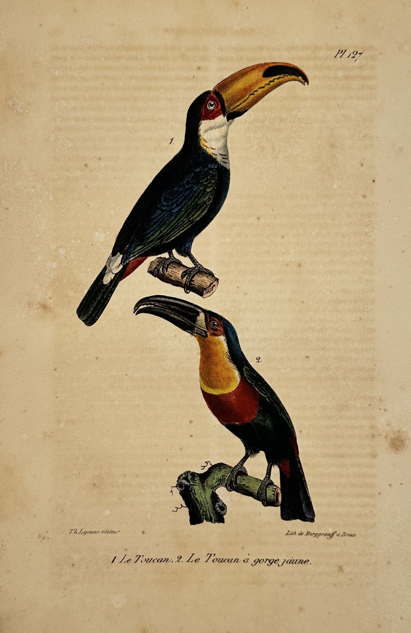 Georges-Louis Leclerc, Comte de Buffon (1707–1788) – Toucan and Yellow-throated Toucan (1 of 2)