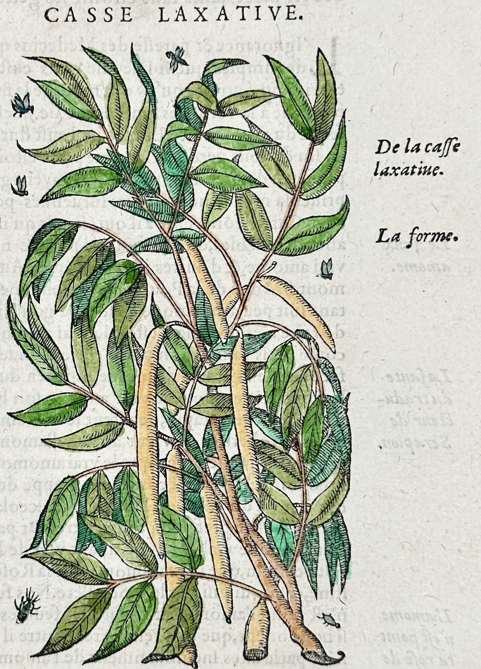 Pietro Andrea Mattioli (1501-1577) – Cassia Fistula – Woodcut (1572) (1 of 3)