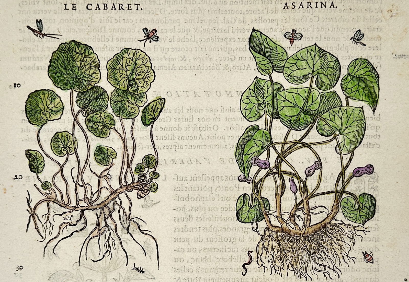 Pietro Andrea Mattioli (1501-1577) – Asarum – Woodcut (1572): "Le Cabaret ou Asarina" This print depicts two varieties of the Asarum plant, showing their distinct kidney-shaped leaves, small flowers, and complex root systems. The work is a leaf from "Commentaire