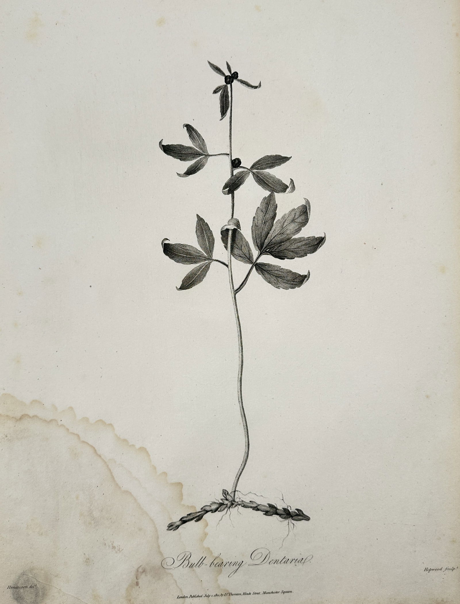 Robert John Thornton (1768-1837) – Bulb-bearing Dentaria – engraving (1811) (1 of 2)