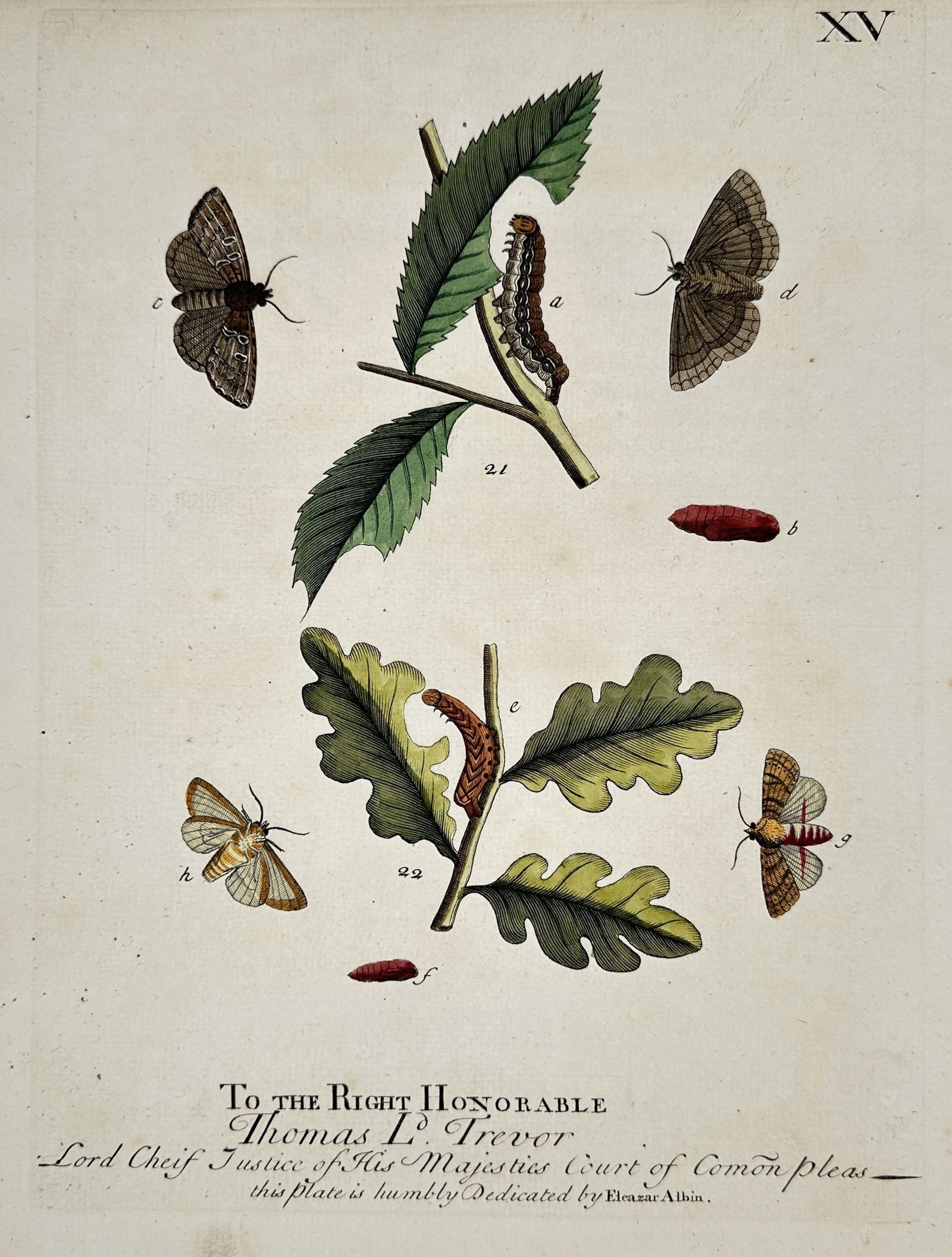 Eleazar Albin (1680-1742) – Studies of Moths and Caterpillars – Hand-coloured etching (1713) (1 of 2)