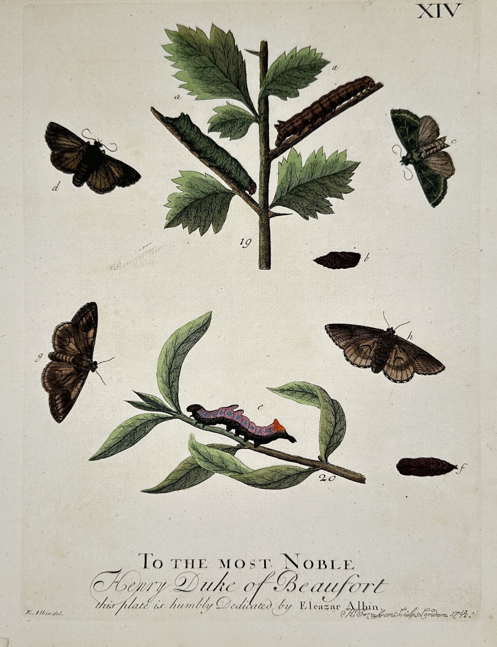 Eleazar Albin (1680–1742) – Studies of Caterpillars – Hand-coloured etching (1713) (1 of 2)