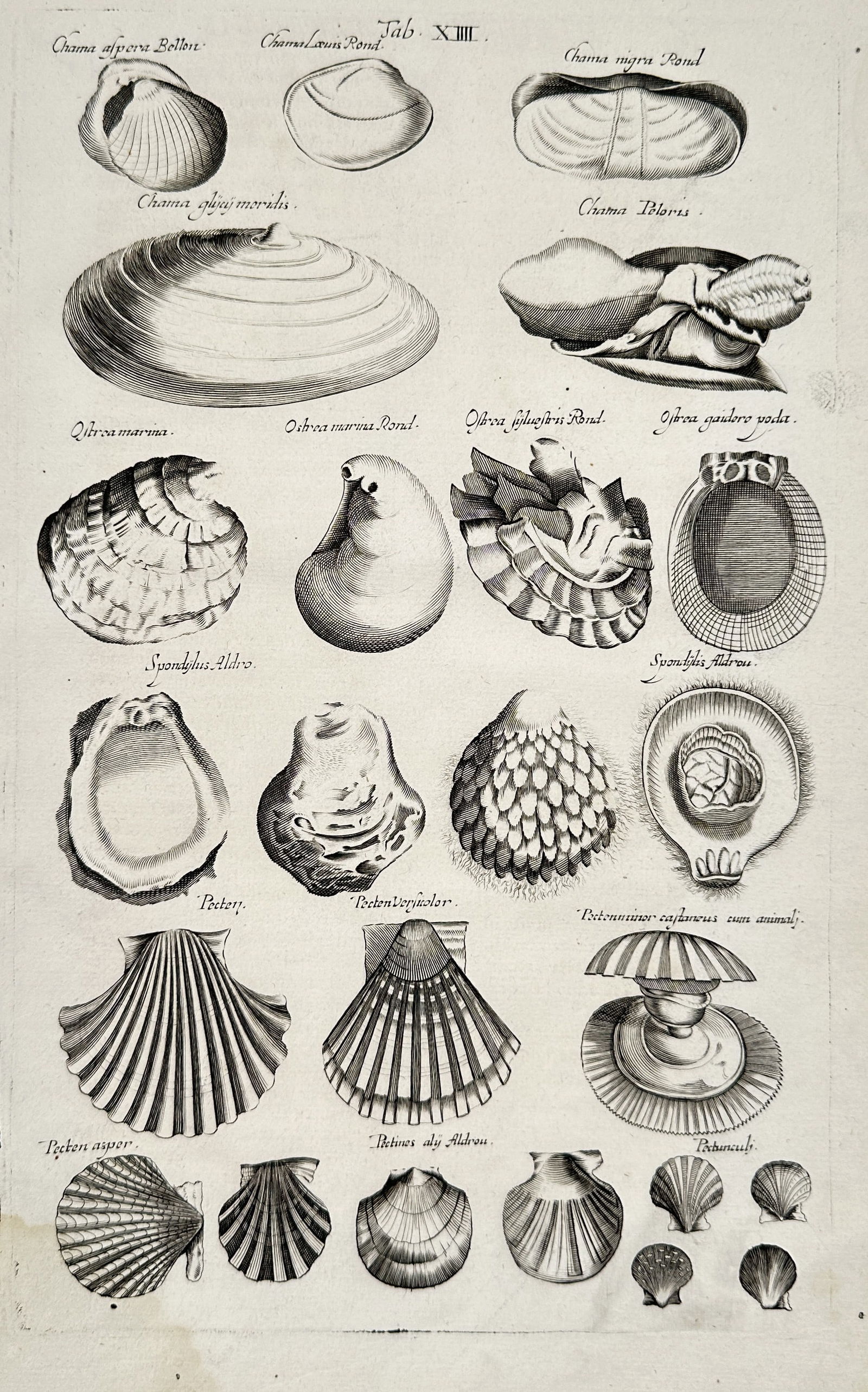 Matthäus Merian the Younger (1621-1687) – Studies of Shells – engraving (1650) (1 of 2)