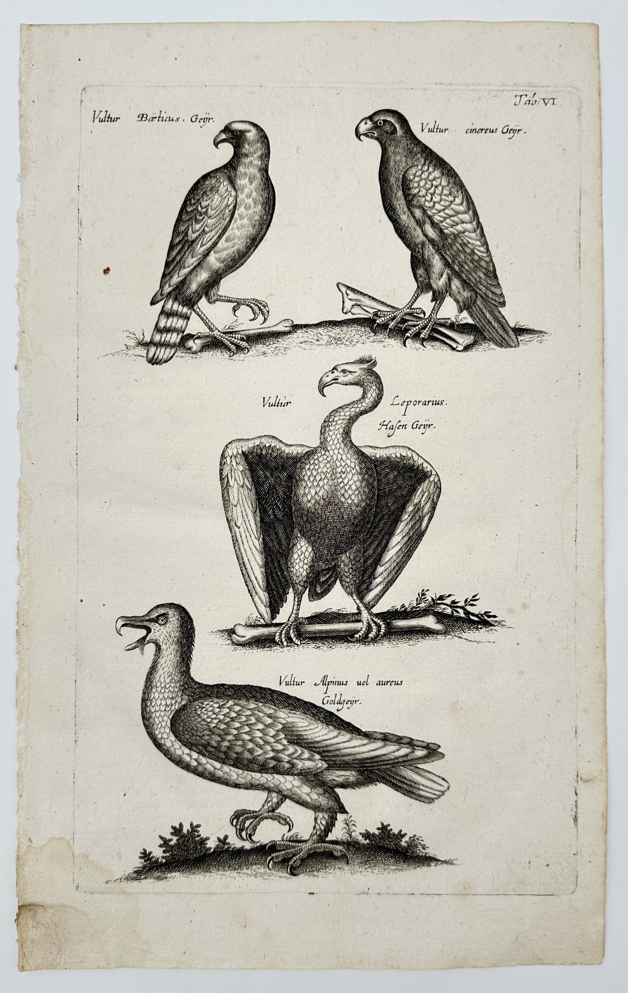 Matthaeus Merian (1593–1650) – Four species of birds of prey – engraving (1650) (1 of 2)