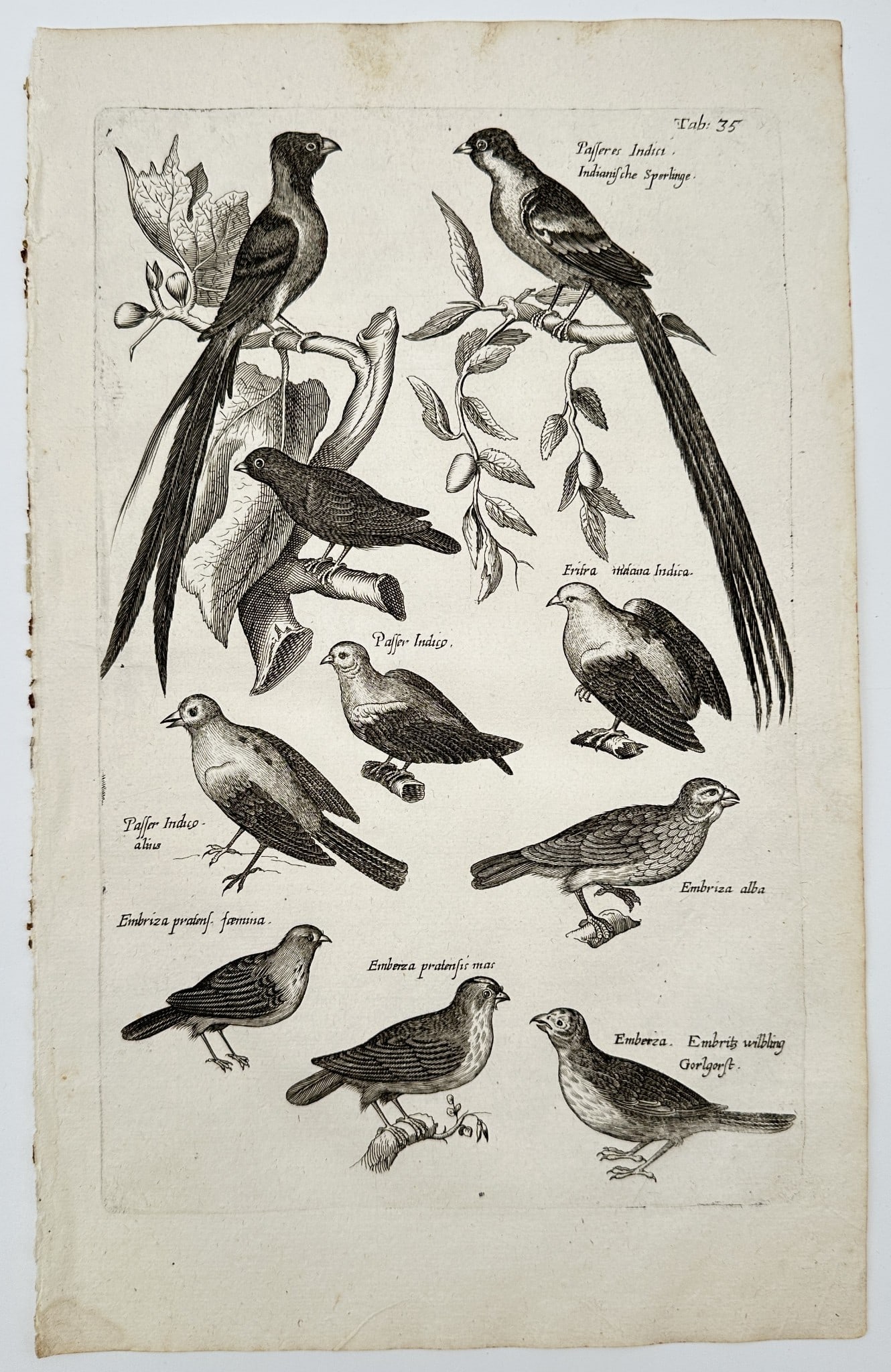 Matthaeus Merian (1593–1650) – Nine species of birds including birds of paradise (1 of 2)