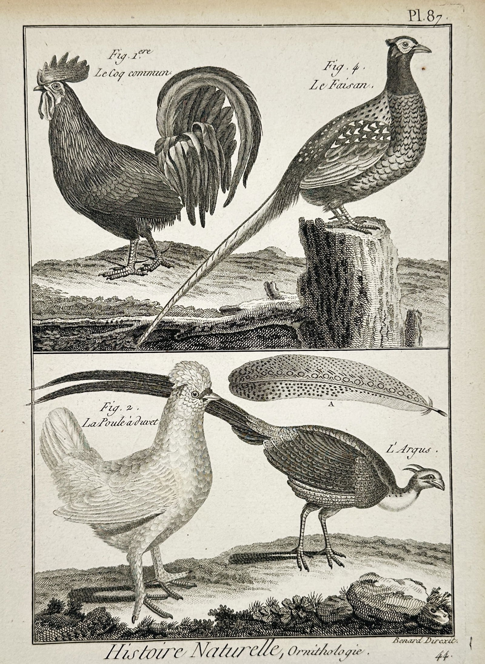 Robert Bénard (1734–1777) – Natural History Study of Galliformes – Engraving (1771) (1 of 2)