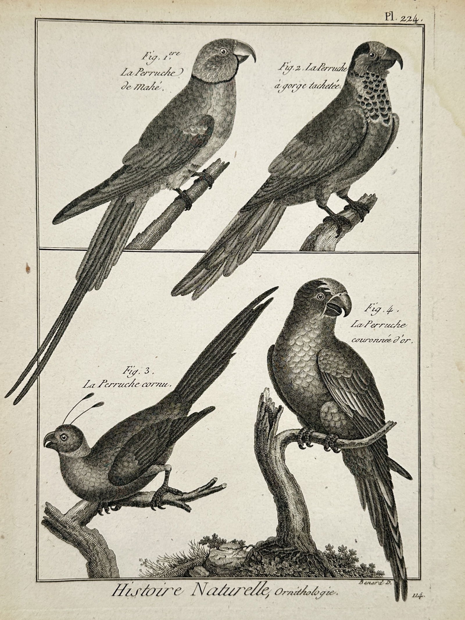 Robert Bénard (1734–1777) – Natural History Study of Parrots – Engraving (1771) (1 of 2)