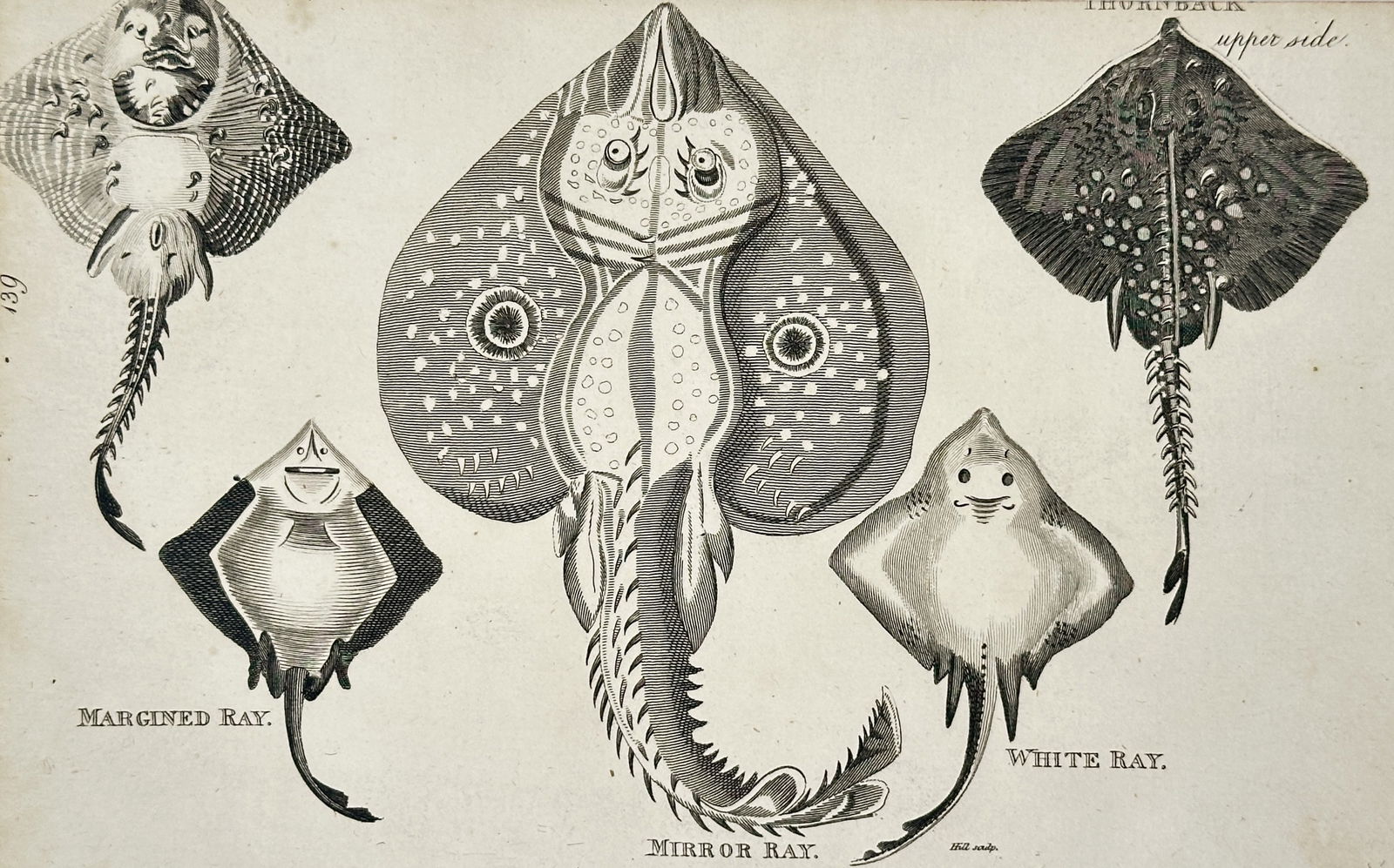 George Shaw (1751–1813) – Natural History Study of the Margined, Mirror, White, and Thornback (1 of 2)