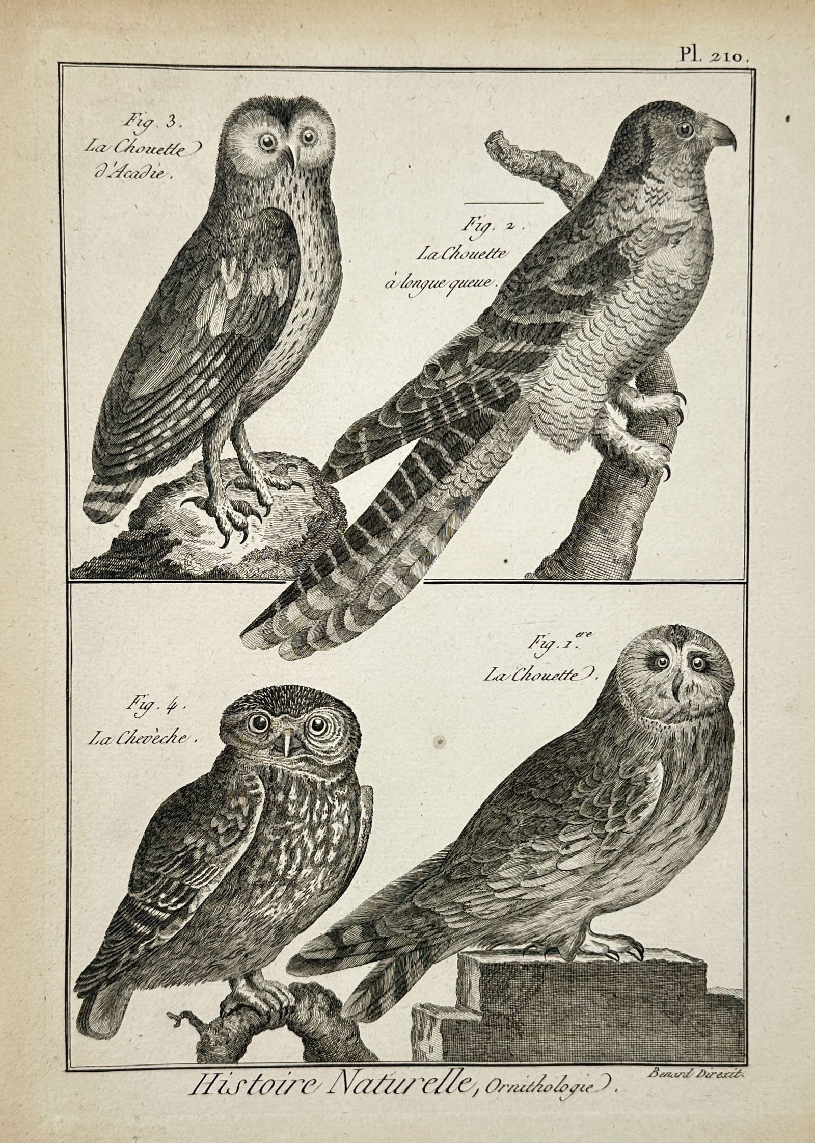 Robert Bénard (1734–1777) – Natural History Study of Owls – Engraving (1771) (1 of 2)