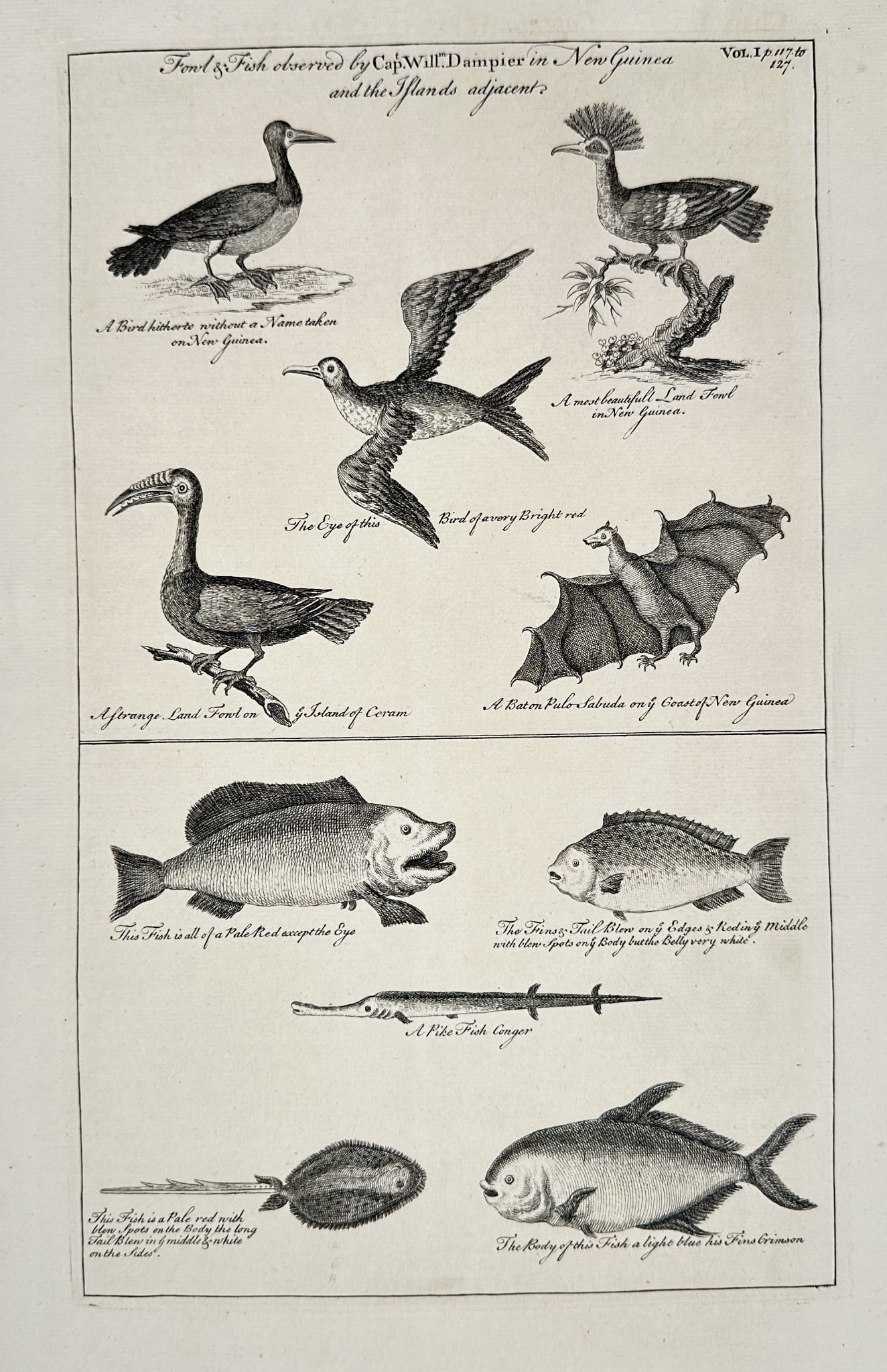 John Harris (Active 1680–1740) – Fowls & Fish observed by Capt. Will. Dampier (1 of 2)