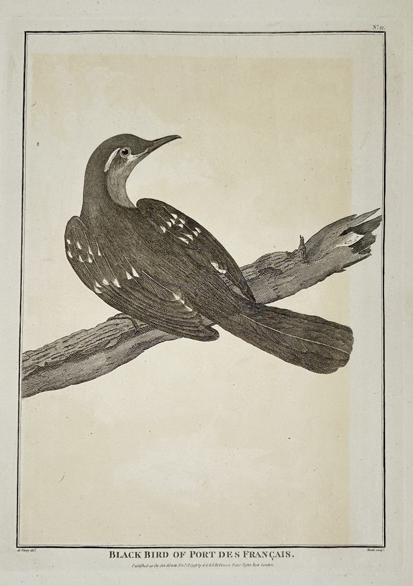 Jean-François de La Pérouse (1741–1788) – Black Bird of Port des Français (1 of 2)