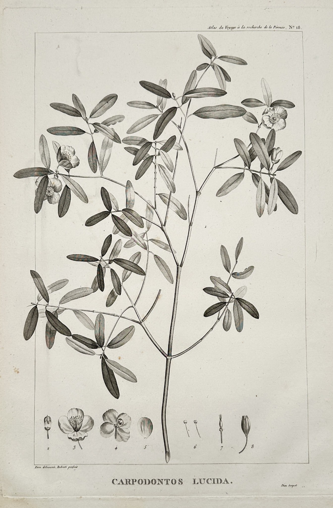Pierre-Joseph Redouté (1759–1840) – Carpodontos Lucida (Eucryphia lucida) (1 of 2)