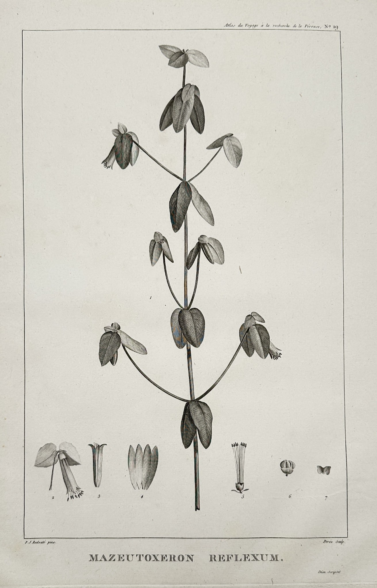Pierre-Joseph Redouté (1759–1840) – Mazeutoxeron Reflexum – Engraving (1807) (1 of 2)