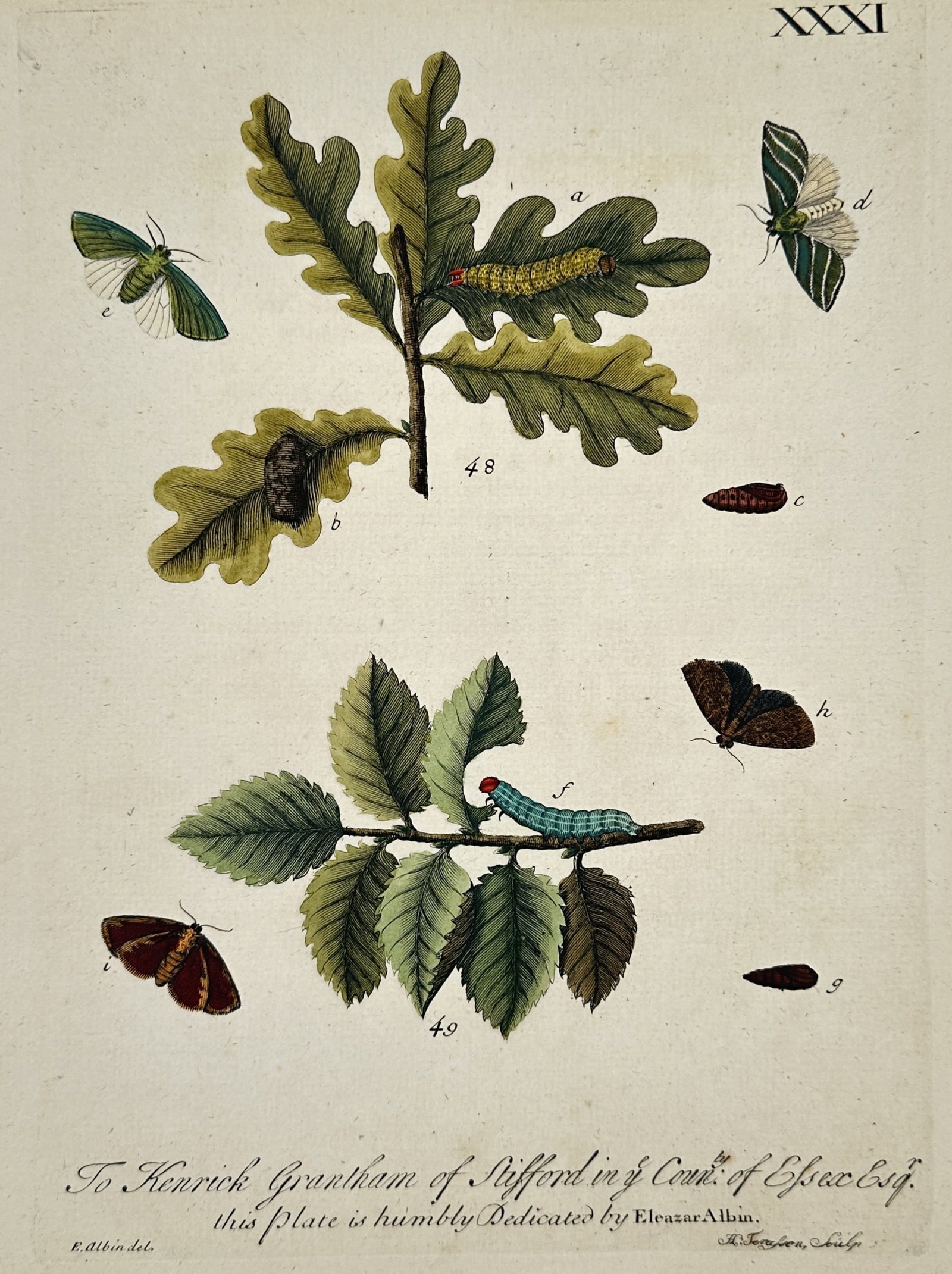 Eleazar Albin – Metamorphosis of Moths and Caterpillars on Oak and Hazel – Engraving (1720) (1 of 3)