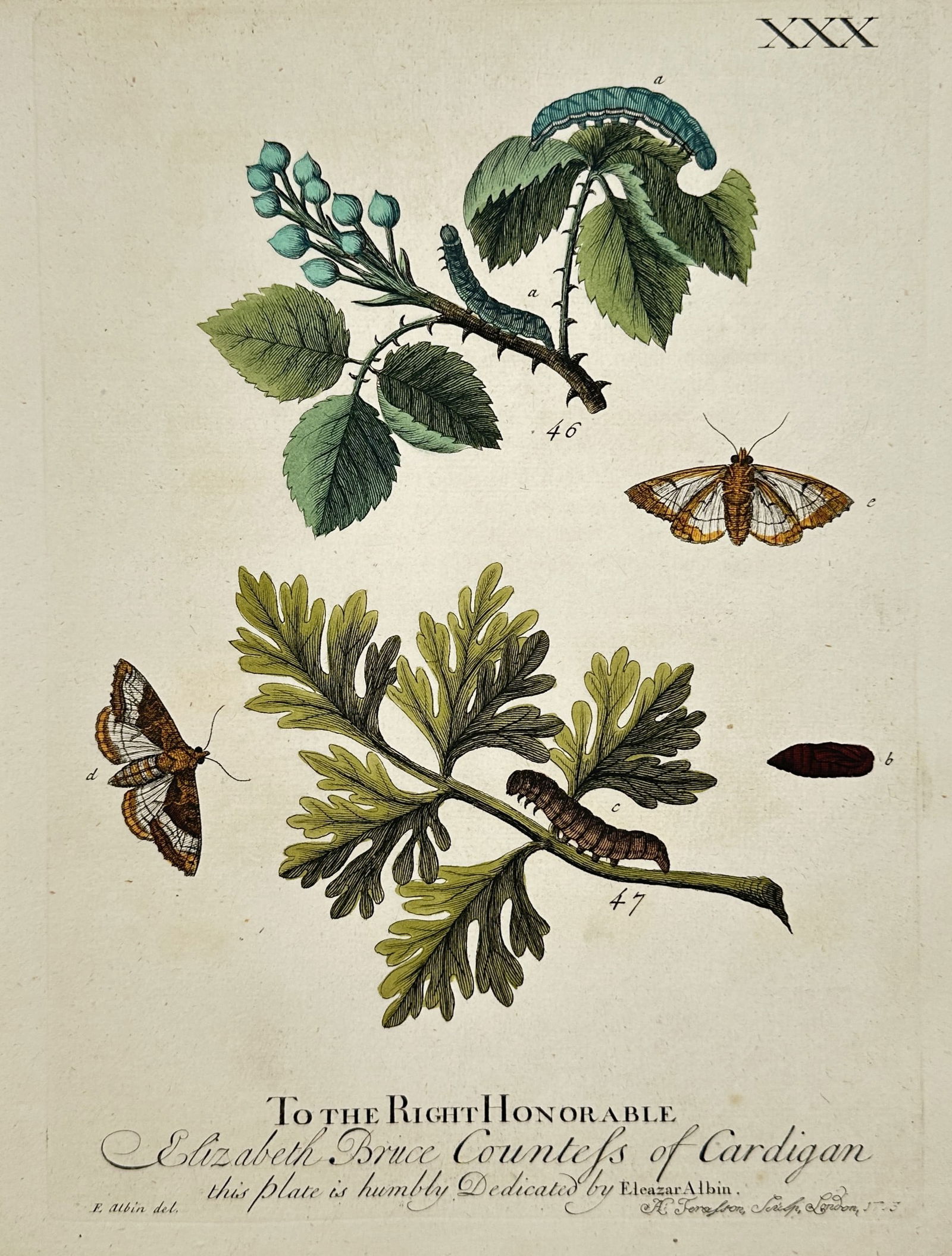 Eleazar Albin – Metamorphosis of Moths and Caterpillars on Rose and Ragwort – Engraving (1720) (1 of 3)