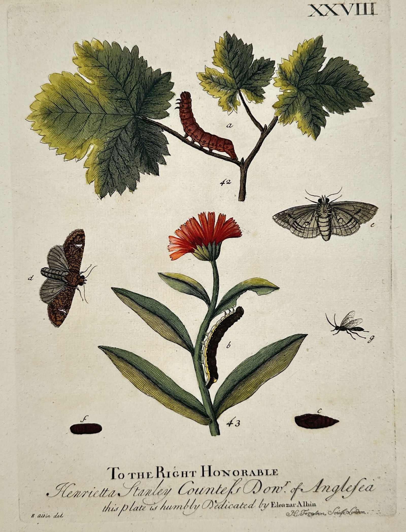 Eleazar Albin – Metamorphosis of Moths and Caterpillars on Currant and Marigold – Engraving (1 of 3)