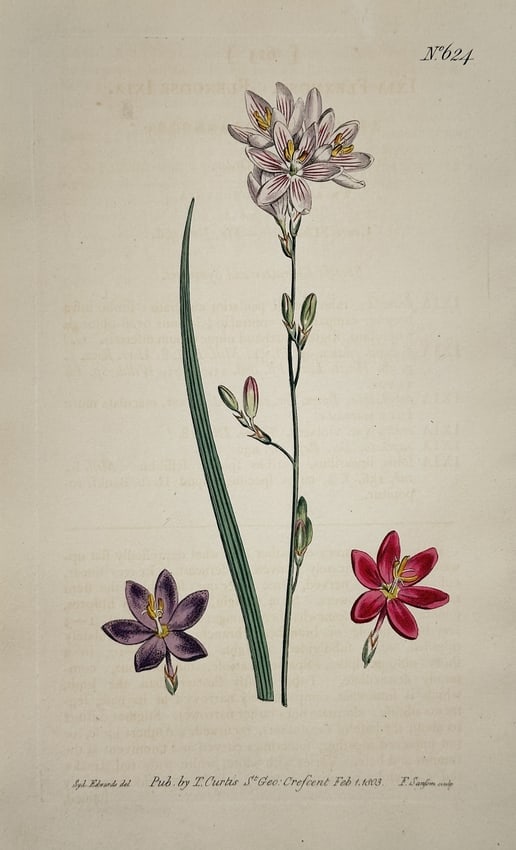 William Curtis – Star-flowered Rush-lily (Ixia/Sparaxis species) – Engraving (1 of 2)
