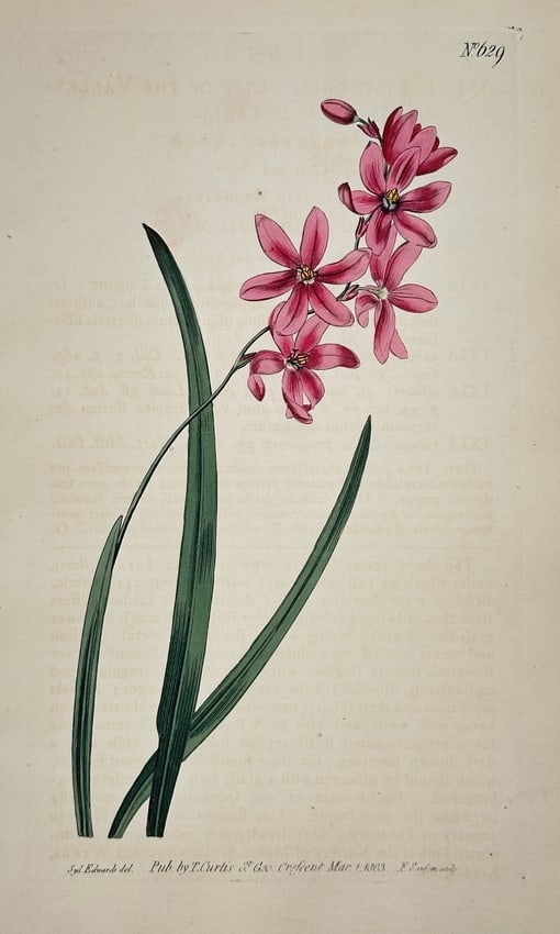 William Curtis – Pink Rush-lily (Ixia/Sparaxis species) – Engraving with hand (1 of 2)