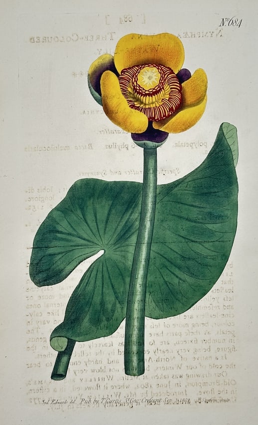 William Curtis – Yellow Water-lily (Nuphar lutea) – Engraving with hand-coloring (1 of 2)