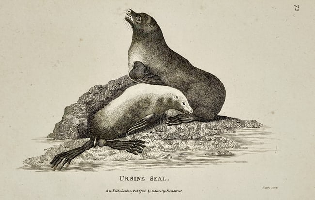 George Shaw (1751–1813) – Ursine Seal – engraving (1800): This engraving depicts an Ursine Seal, also known as a Northern Fur Seal, shown in a naturalistic pose on a rocky shoreline. The print is a detailed zoological study that captures the animal's distinc