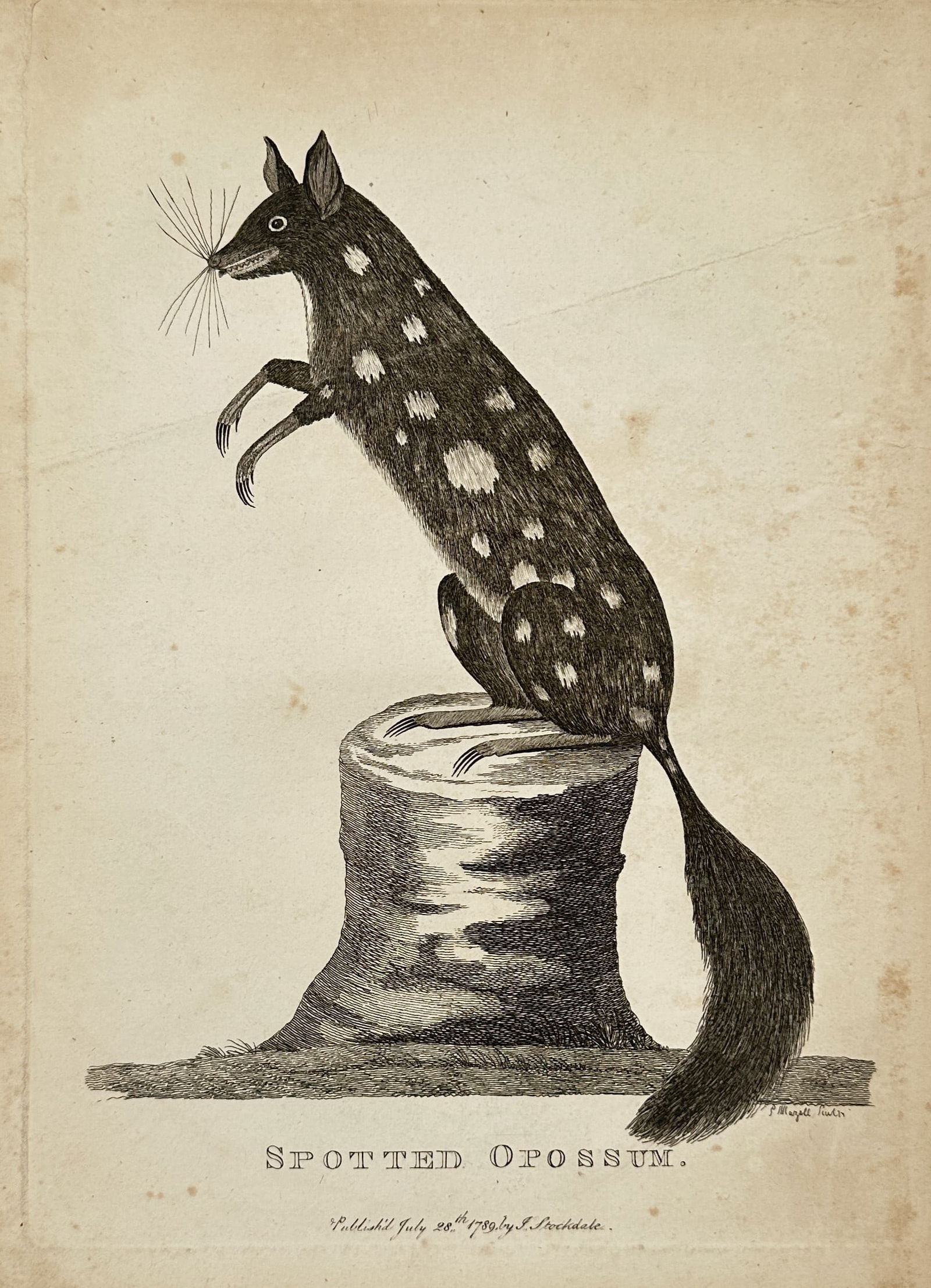 Peter Mazell (active 1761-1797) – Spotted Opossum – engraving (1789) (1 of 3)
