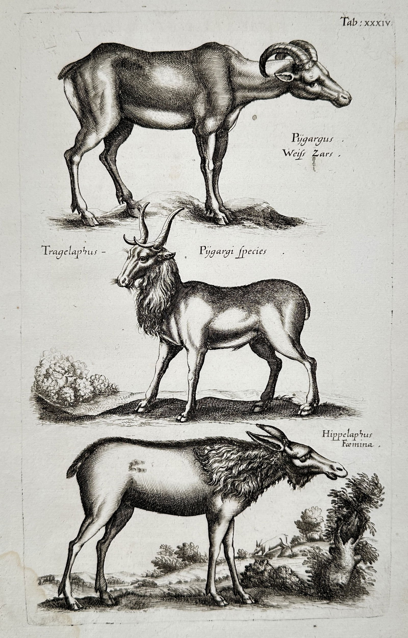 Matthäus Merian the Younger (1621-1687) – Studies of Antelopes and Deers – engraving (1 of 2)