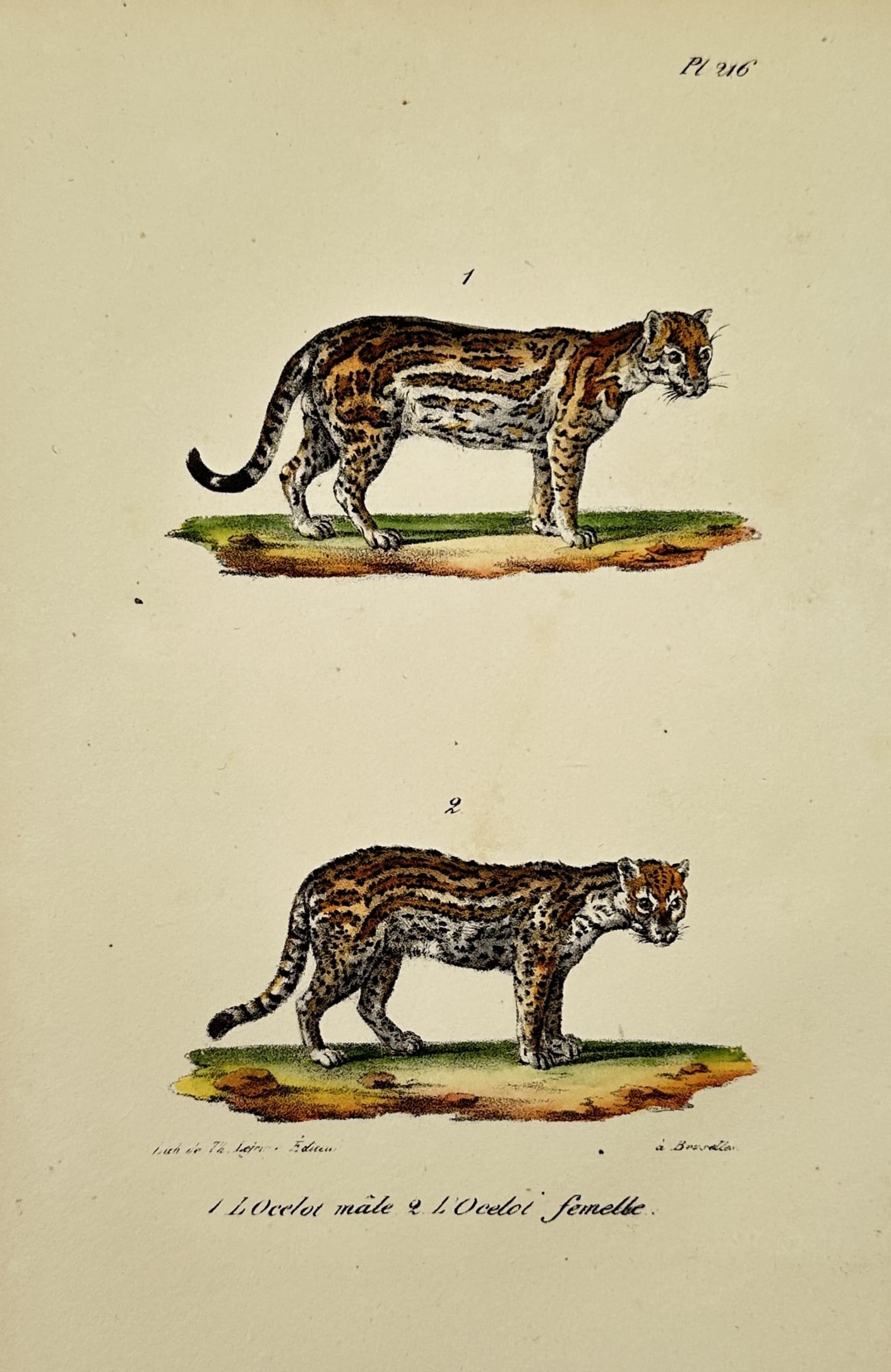 Georges-Louis Leclerc, Comte de Buffon (1707–1788) – Male Ocelot and Female Ocelot (1 of 2)