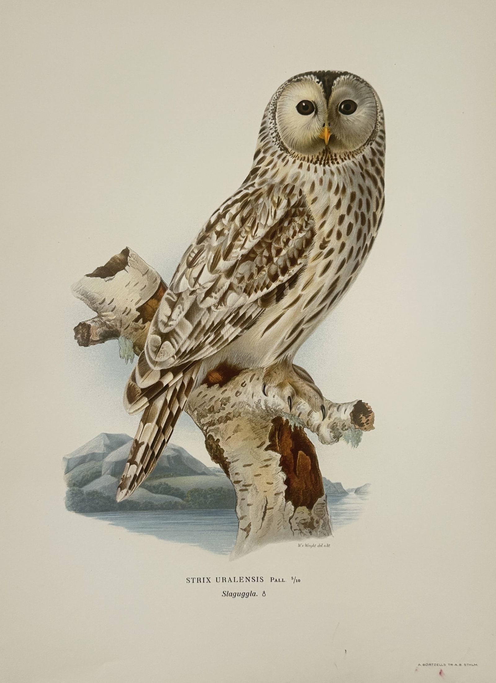 Magnus von Wright (1805–1867) – Ural Owl – Lithograph (1920s) (1 of 2)