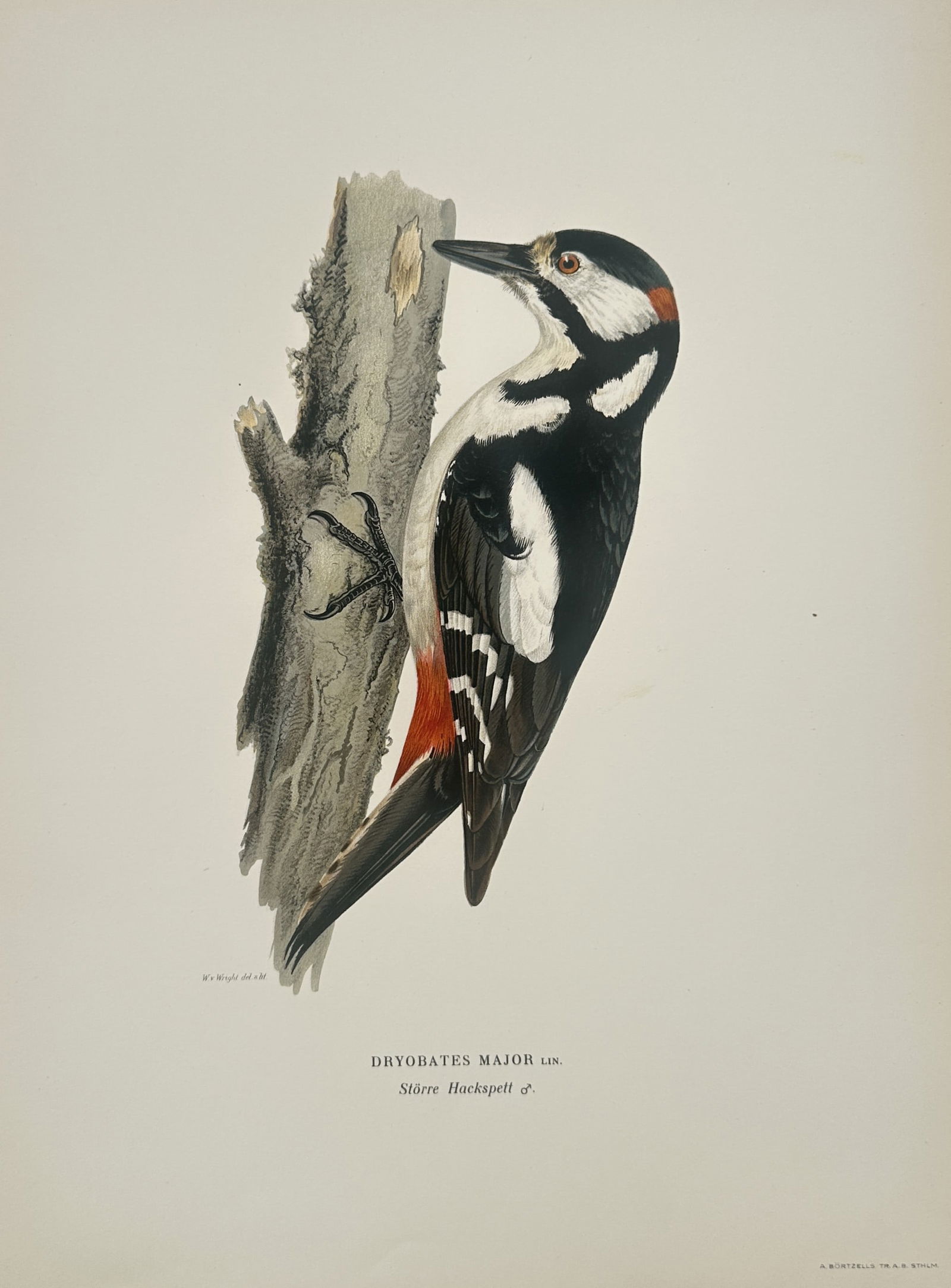 Magnus von Wright (1805–1867) – Great Spotted Woodpecker – Lithograph (1920s) (1 of 2)