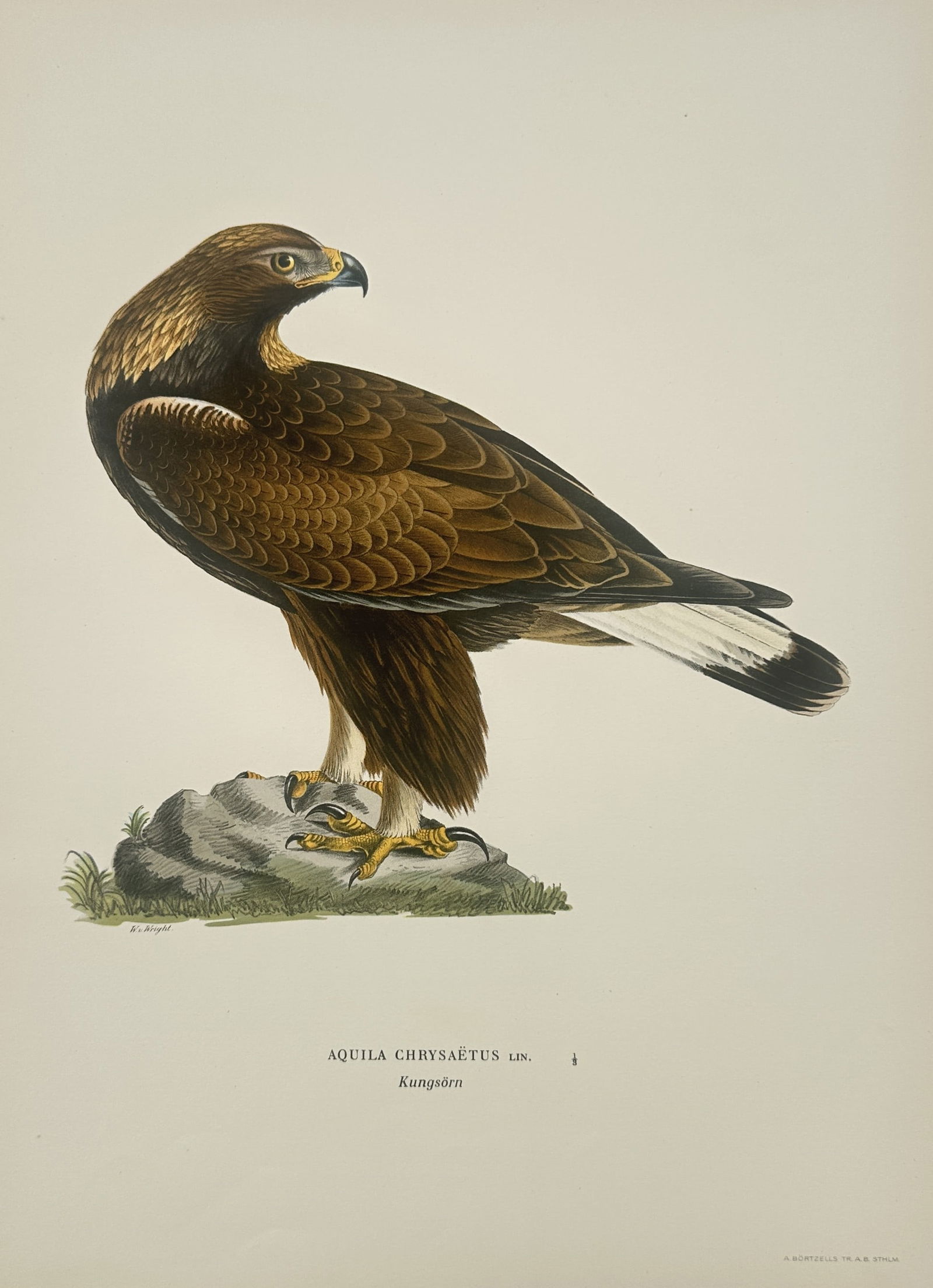 Magnus von Wright (1805–1867) – Golden Eagle – Lithograph (1920s) (1 of 2)