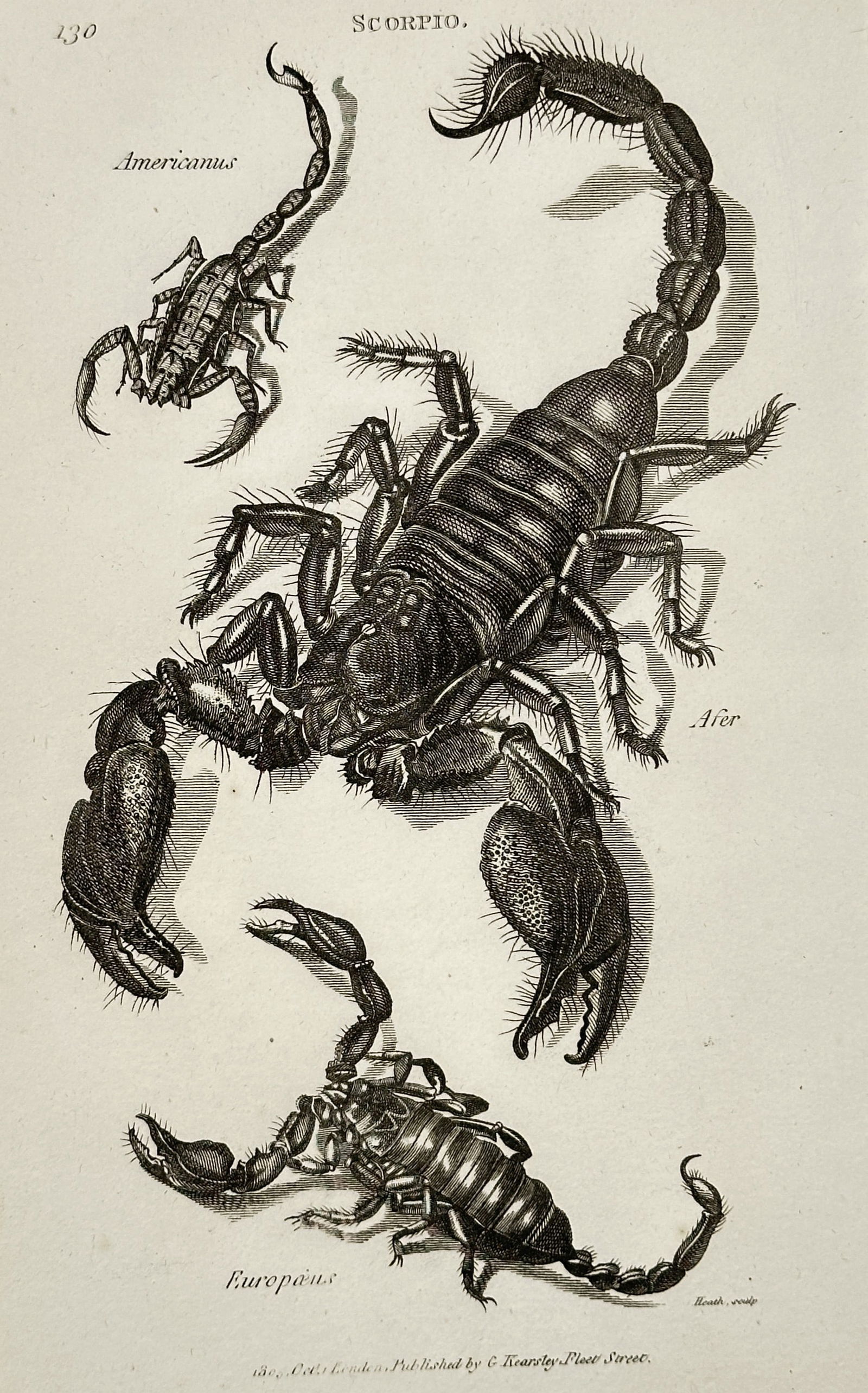 George Shaw (1751–1813) – Scorpio – engraving (1806) (1 of 2)