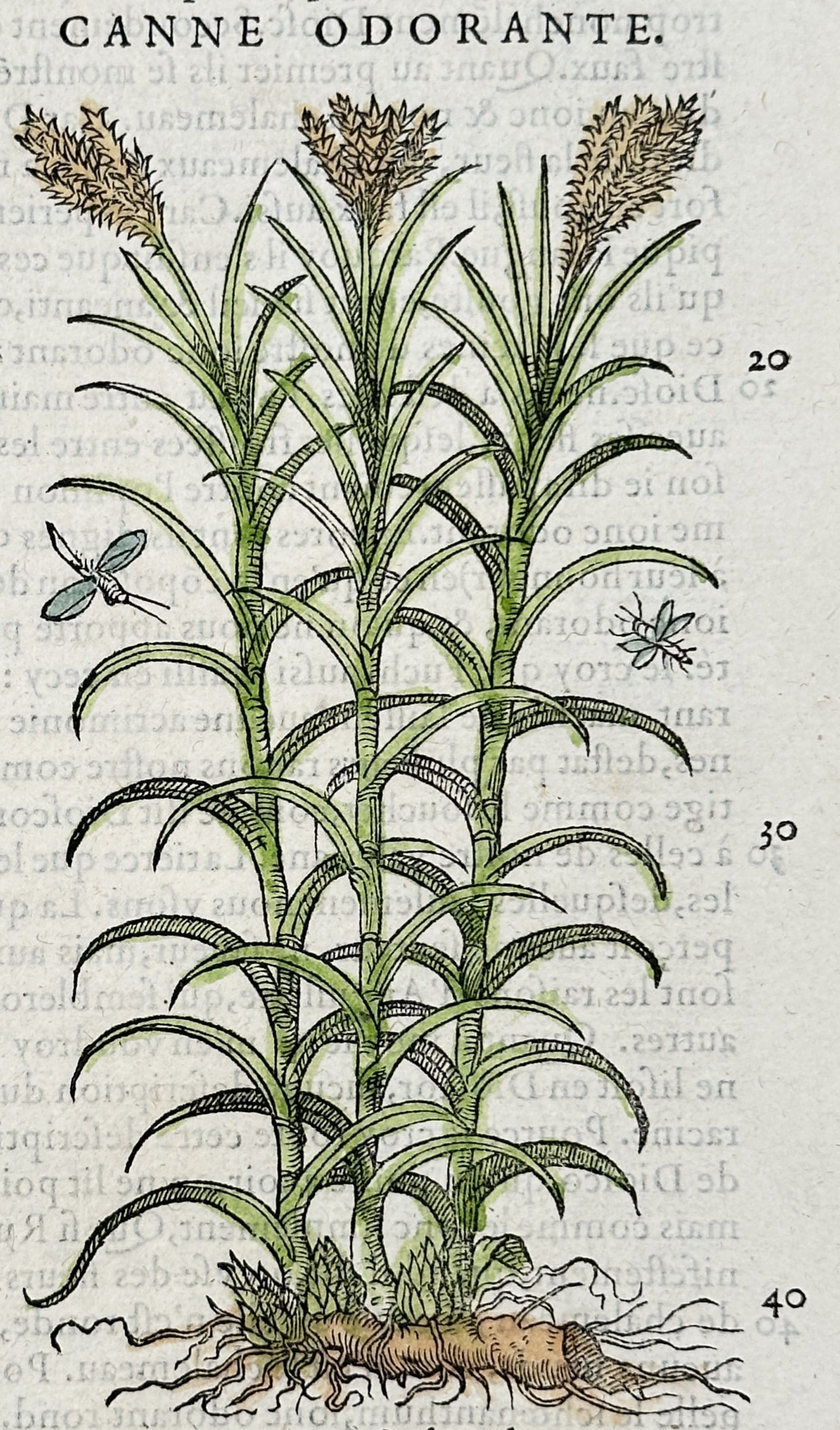 Pietro Andrea Mattioli (1501-1577) – Sweet Cane – Woodcut (1572): "Canne Odorante" This print depicts the Acorus calamus plant, commonly known as sweet flag or sweet cane, showing its sword-shaped leaves and distinctive flowering spadix. It is a leaf from "Commentai