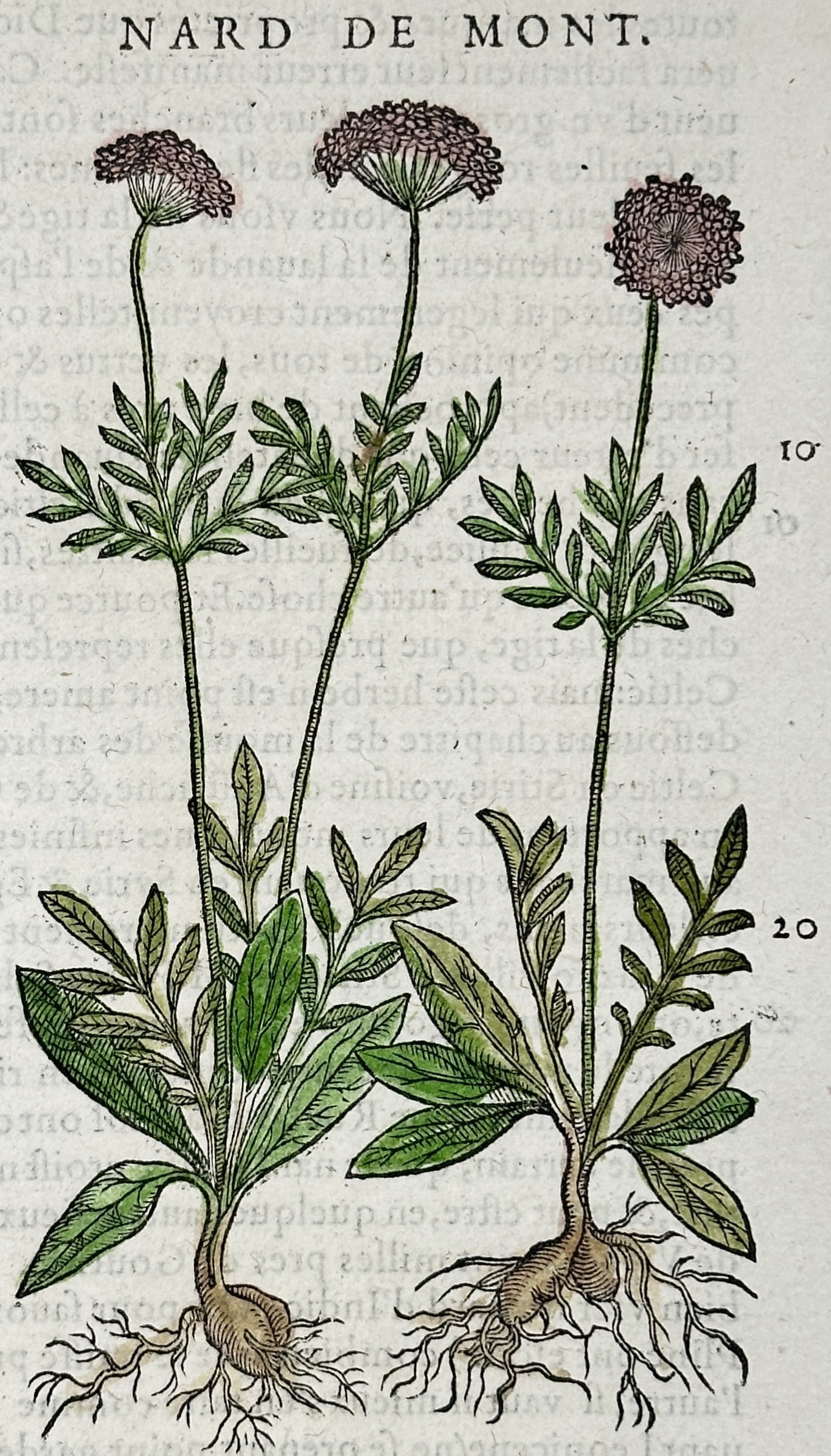 Pietro Andrea Mattioli (1501-1577) – Spikenard – Woodcut (1572) (1 of 3)