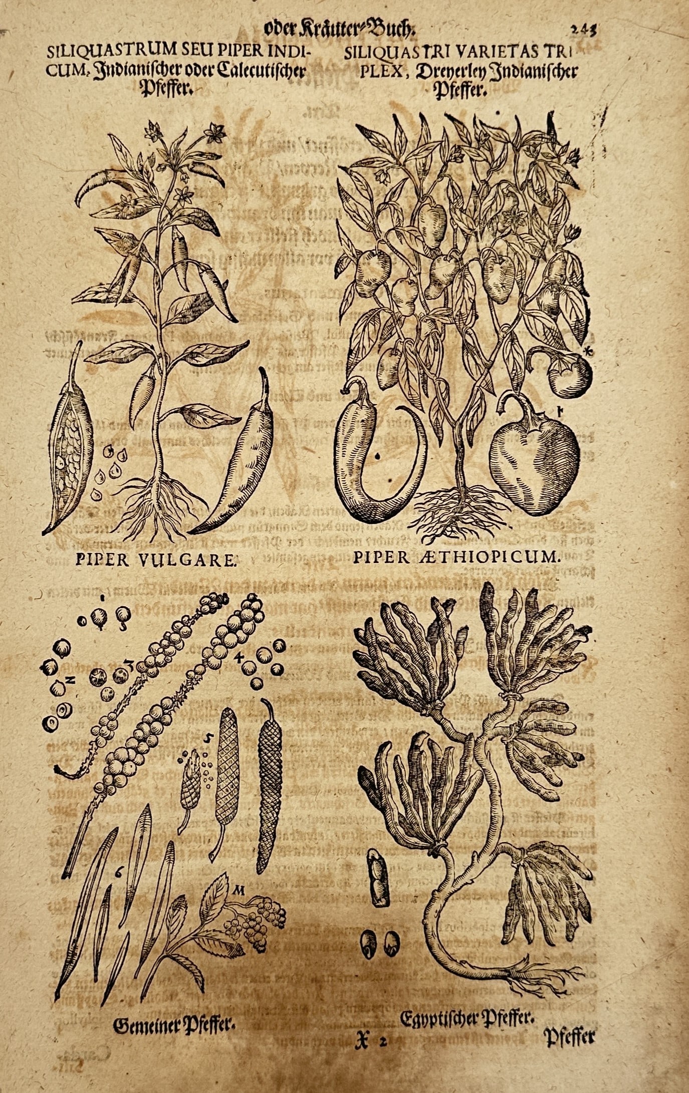 Johann Friedrich von Flemming (1670-1733) – Botanical study of pepper varieties – Woodcut (1 of 3)