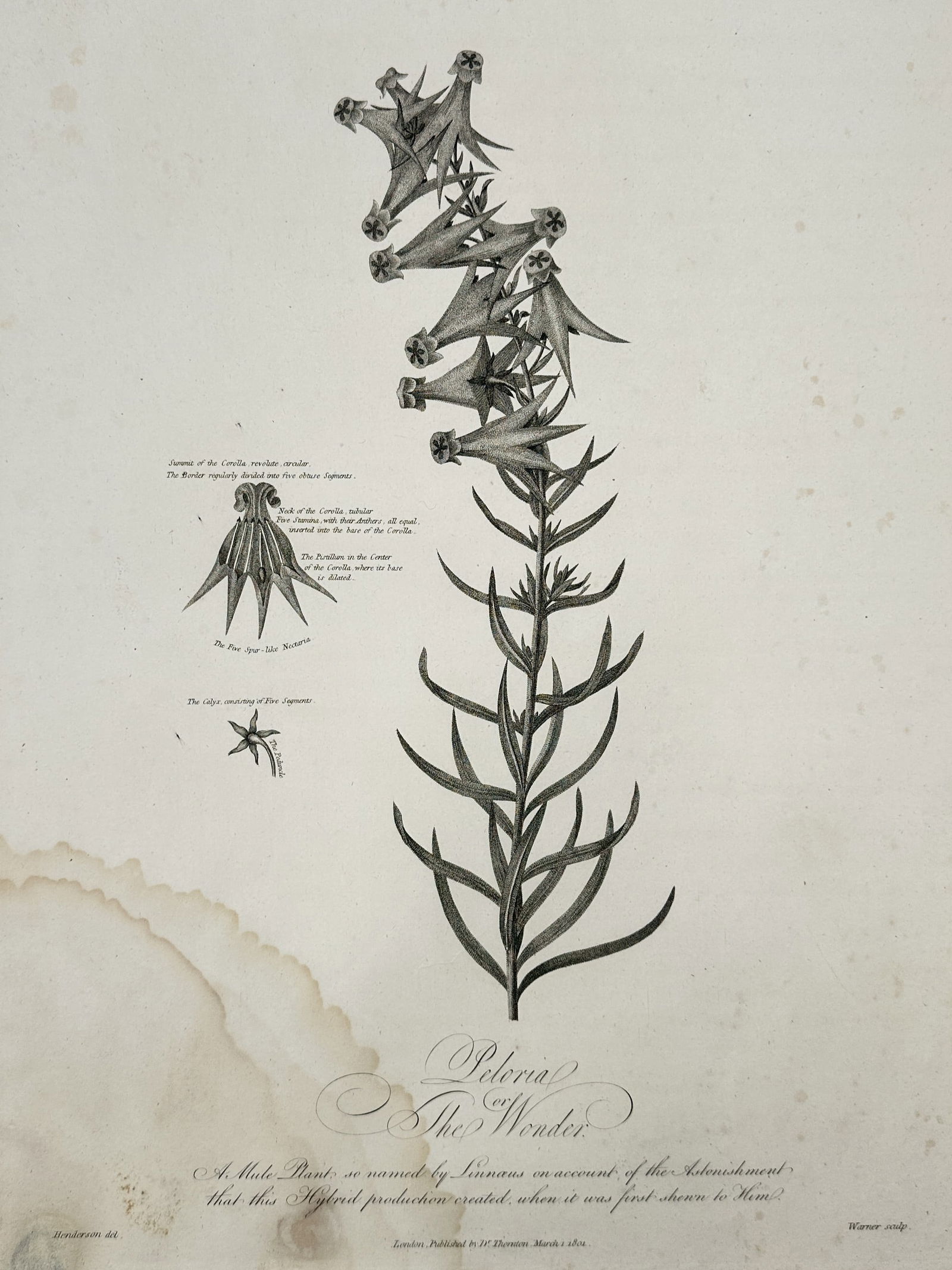 Robert John Thornton (1768-1837) – Peloria or The Wonder – engraving (1804) (1 of 3)