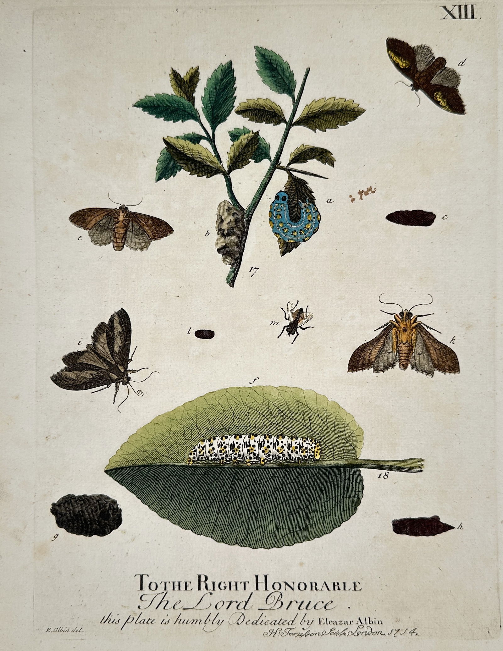 Eleazar Albin (1680-1742) – Various Moths and Caterpillars – Hand-coloured etching (1 of 2)