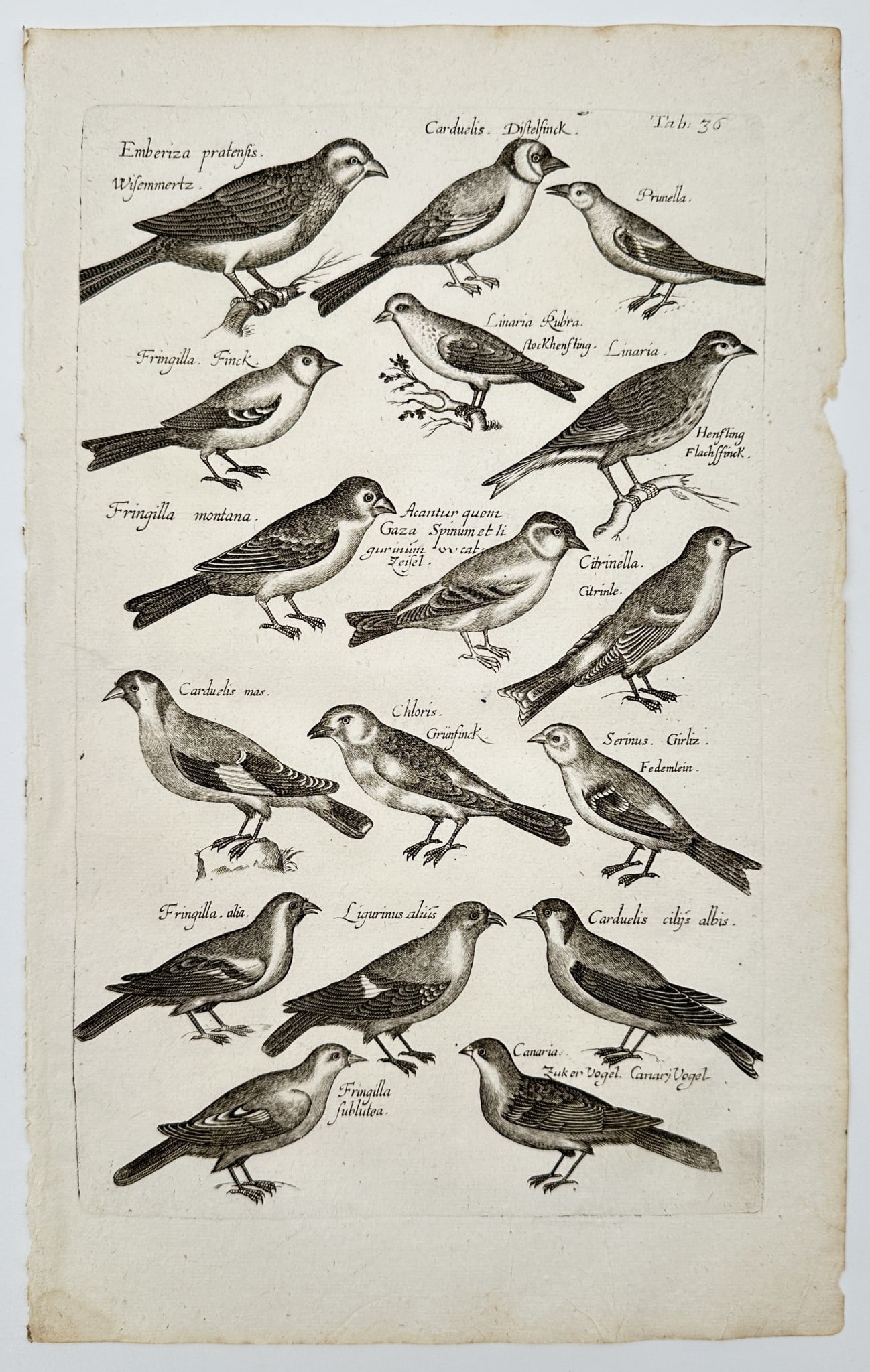 Matthaeus Merian (1593–1650) – Sixteen species of birds including finches (1 of 2)