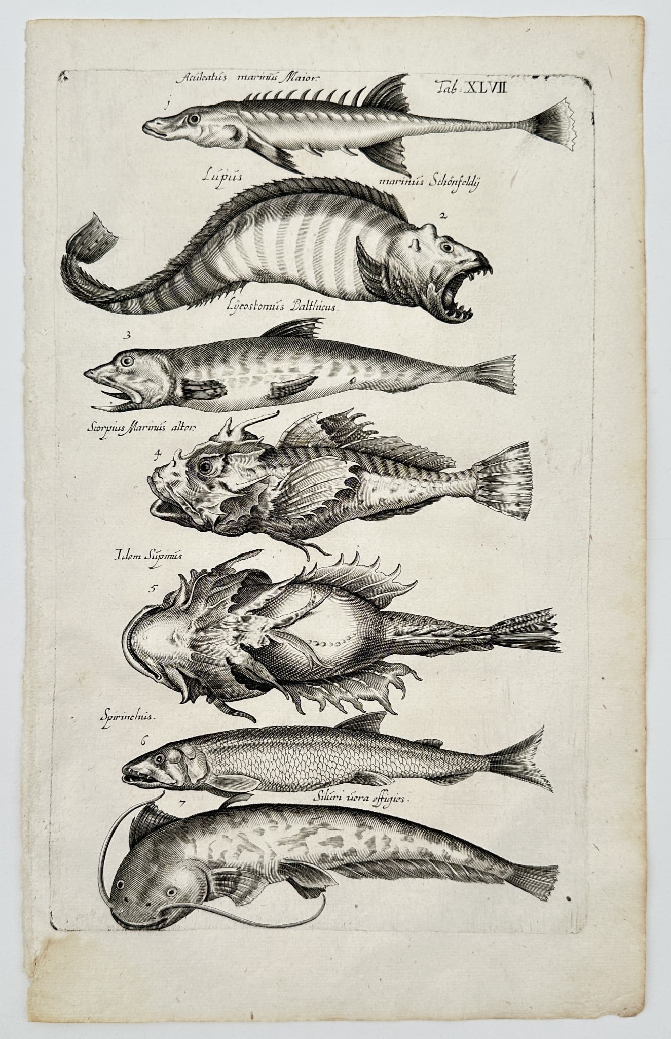 Matthaeus Merian (1593–1650) – Seven species of fish – engraving (1650) (1 of 2)