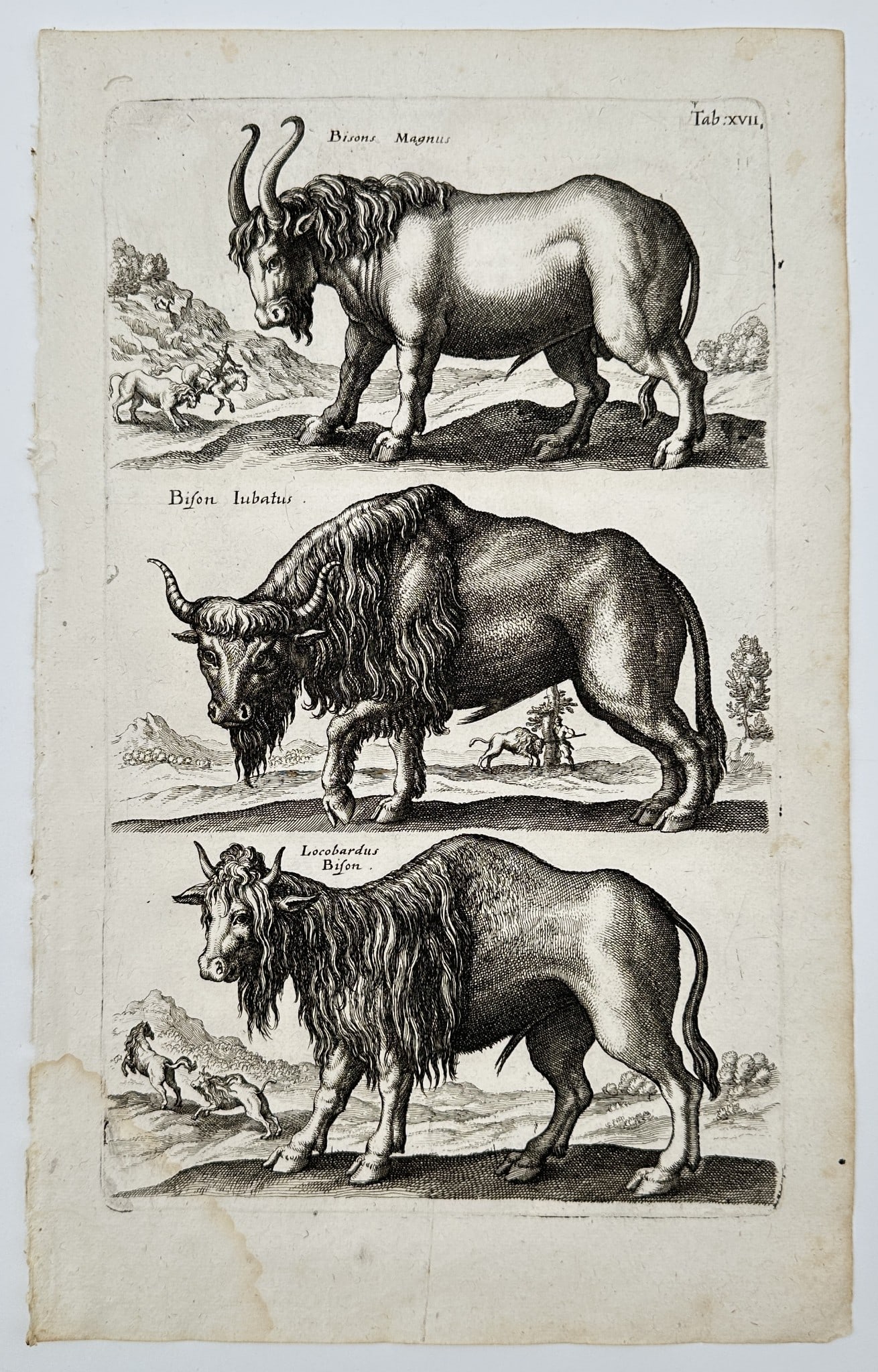 Matthaeus Merian (1593–1650) – Three species of bison – engraving (1650) (1 of 2)