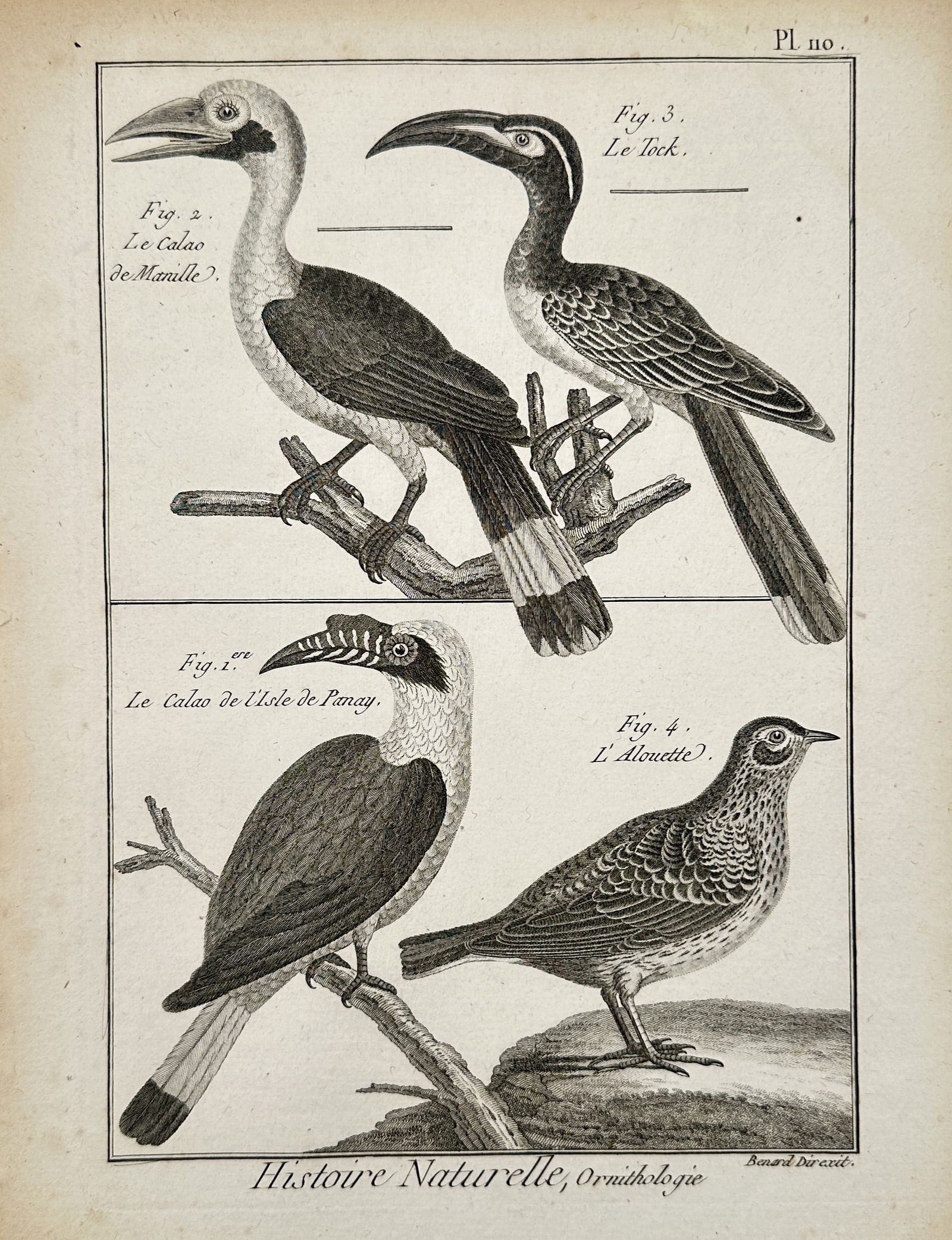 Robert Bénard (1734–1777) – Natural History Study of Hornbills and a Lark – Engraving (1771) (1 of 2)